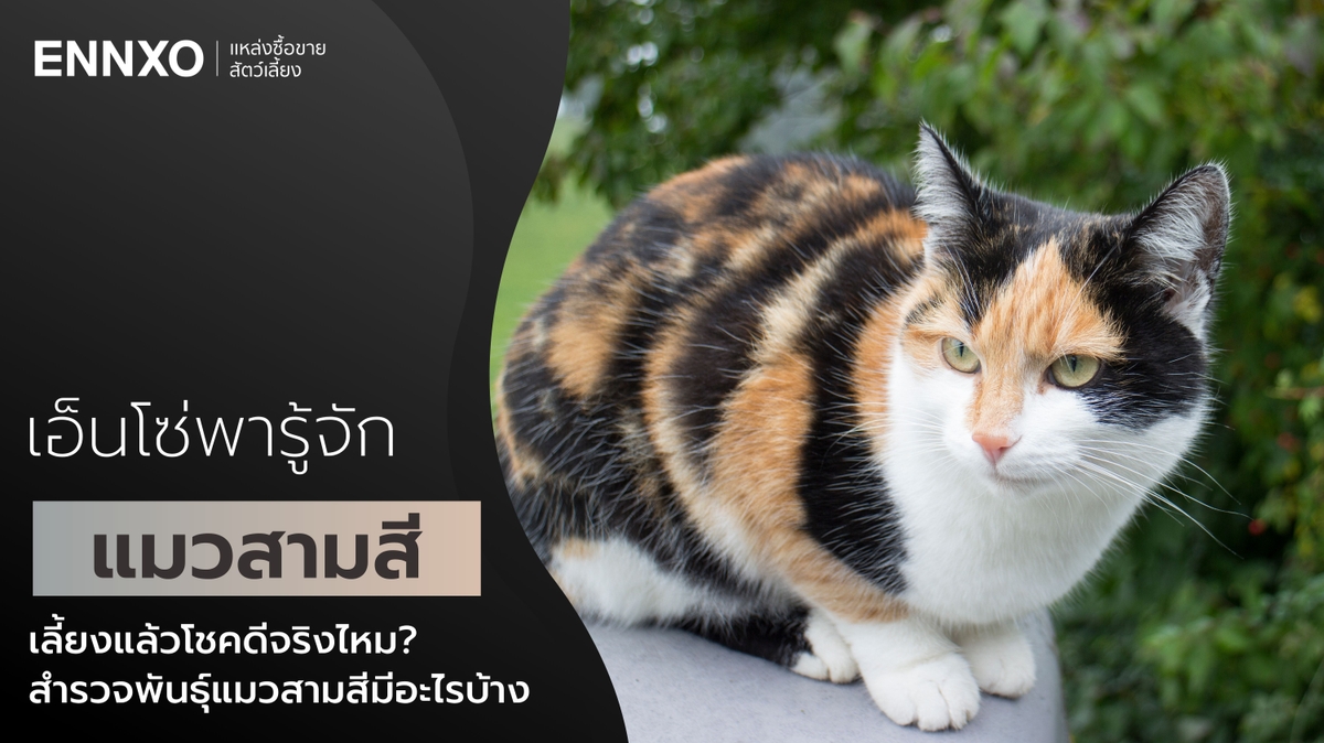 แมวสามสี ความเชื่อเลี้ยงแล้วโชคดีจริงไหม?