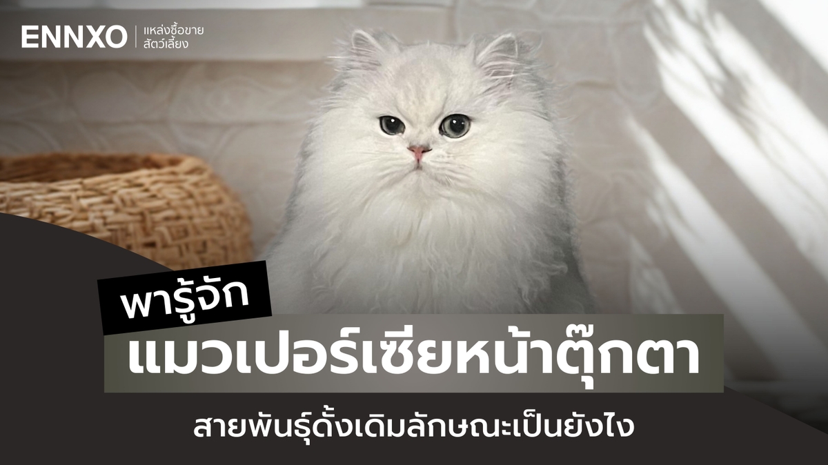 แมวเปอร์เซียหน้าตุ๊กตา คืออะไร ทำความรู้จักเจ้าเหมียวขนฟู