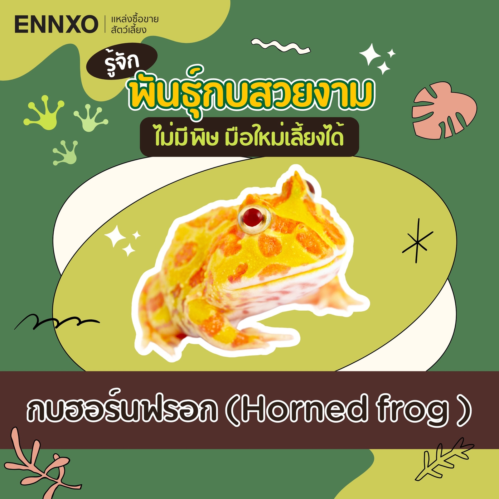 กบสวยงาม เลี้ยงง่ายไม่มีพิษ มีสายพันธุ์อะไรบ้าง ราคาแพงไหม? | ENNXO