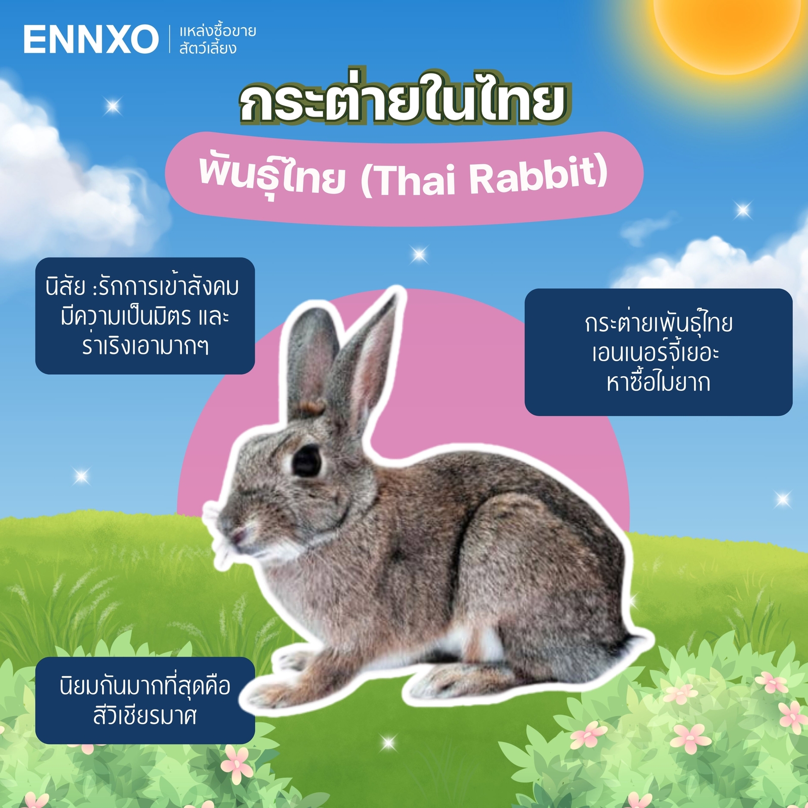 รวมสายพันธ์ุกระต่ายในไทยยอดนิยม กระต่ายสายพันธุ์ไหนน่าเลี้ยง | ENNXO
