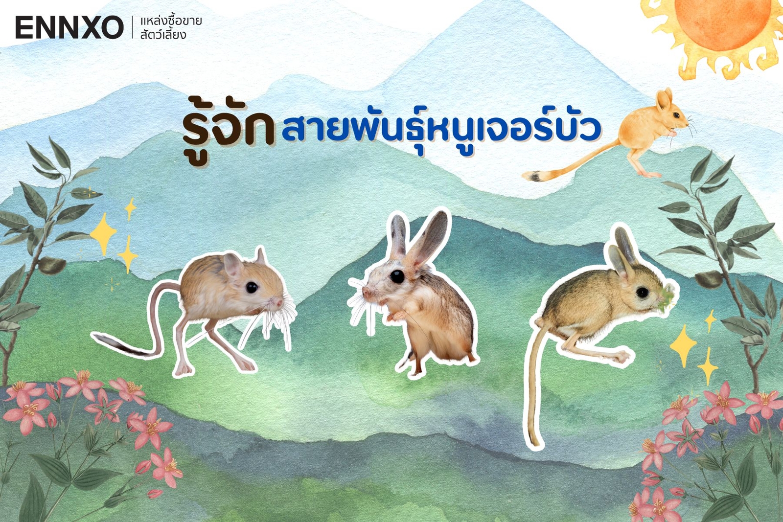 หนูเลี้ยงสวยงาม มีพันธุ์อะไรบ้าง แล้วหนูพันธุ์ไหนเชื่องที่สุด | ENNXO