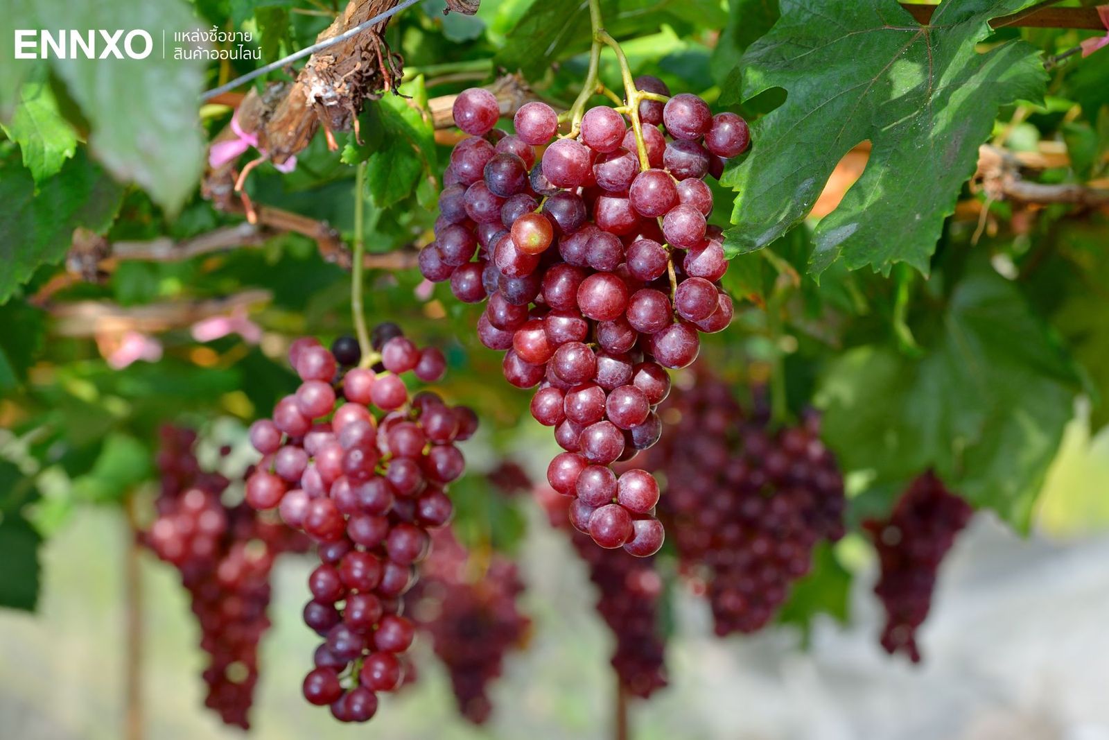 ผลไม้ไหว้