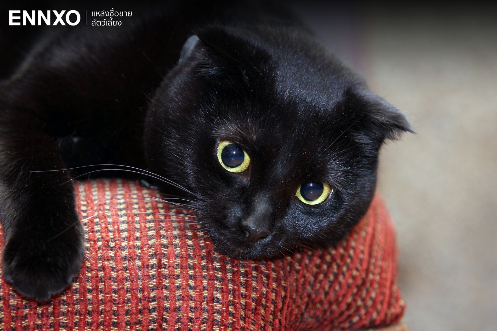 แมวดำมีสายพันธุ์อะไรบ้าง พร้อมเผยนิสัยที่ตกเหล่าทาสแมว | ENNXO