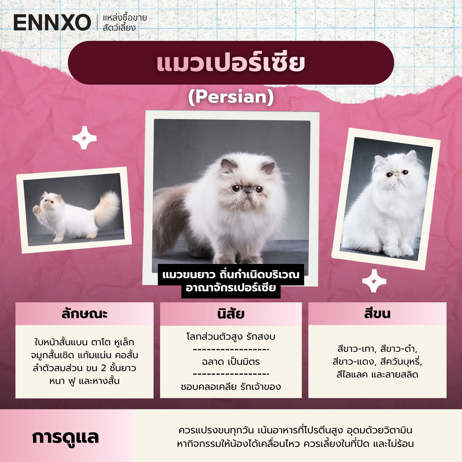 งานวิจัยพิสูจน์แล้ว 'แมว' ฟังภาษาคนรู้เรื่อง มากกว่าเด็กทารกถึง 4 เท่า, image size:1600x1600