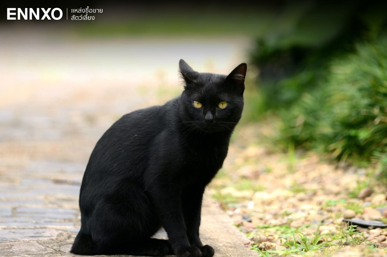 แมวดำมีสายพันธุ์อะไรบ้าง พร้อมเผยนิสัยที่ตกเหล่าทาสแมว | ENNXO