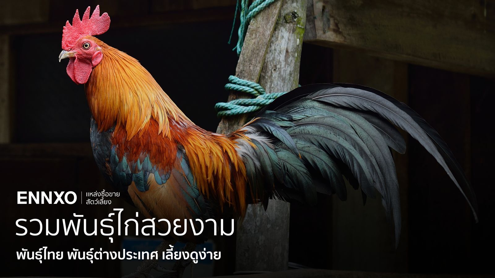 10 fancy chicken แนะนำสายพันธุ์ไก่สวยงาม