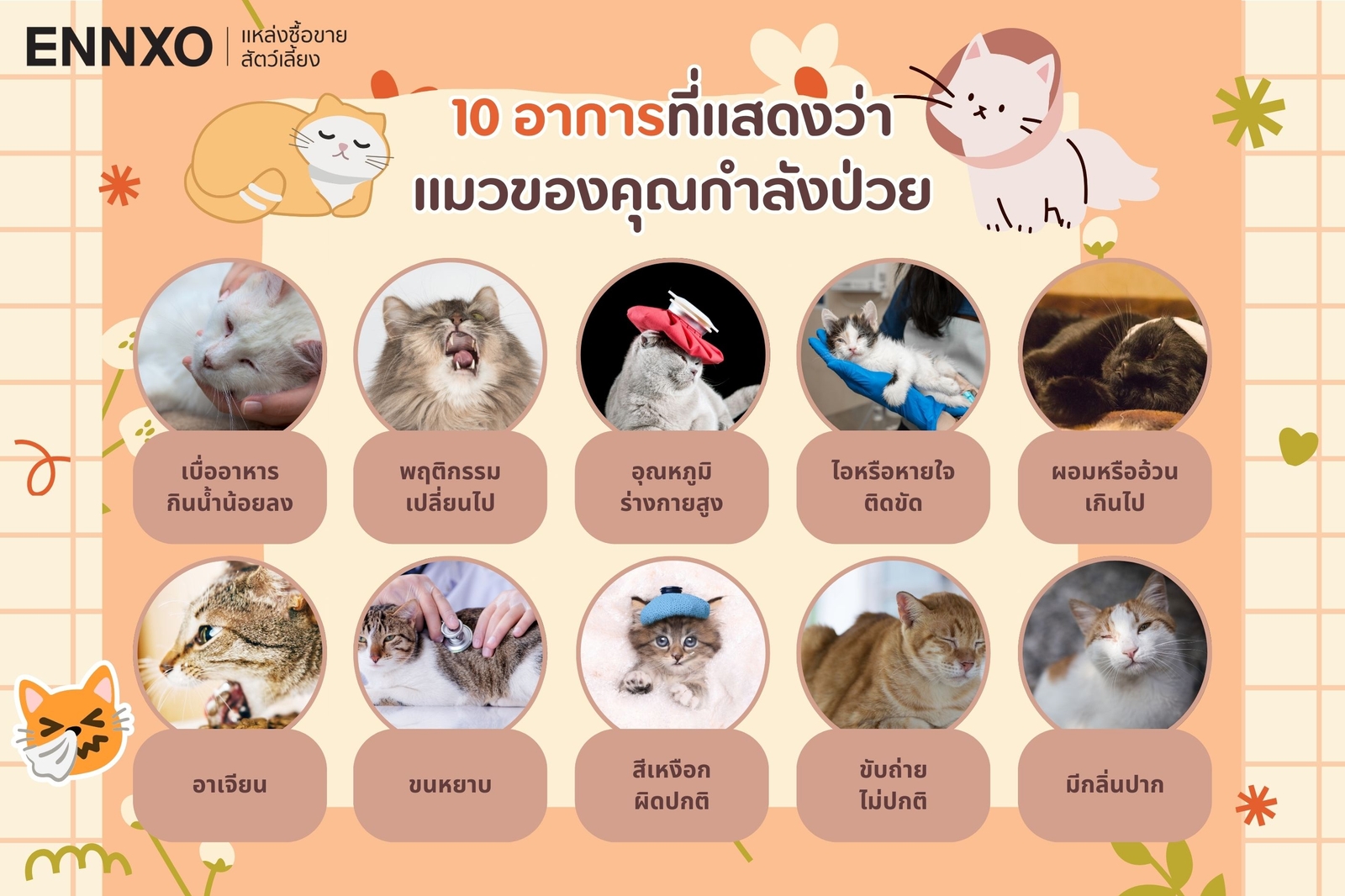 10 อาการแมวป่วย วิธีสังเกตแมวป่วย แมวซึม