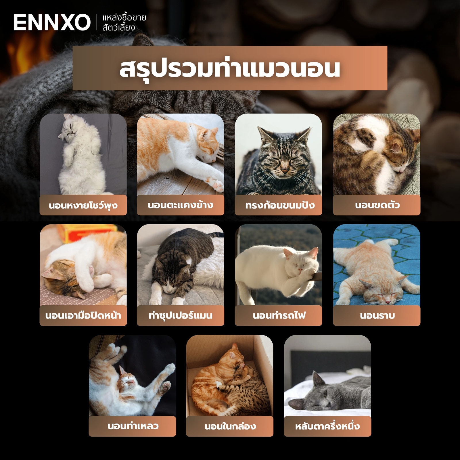 รวม 11 ท่าแมวนอน