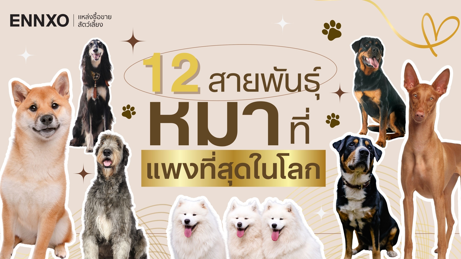 12 อันดับ สายพันธุ์สุนัขที่แพงที่สุดในโลก อัปเดตล่าสุด 2025 