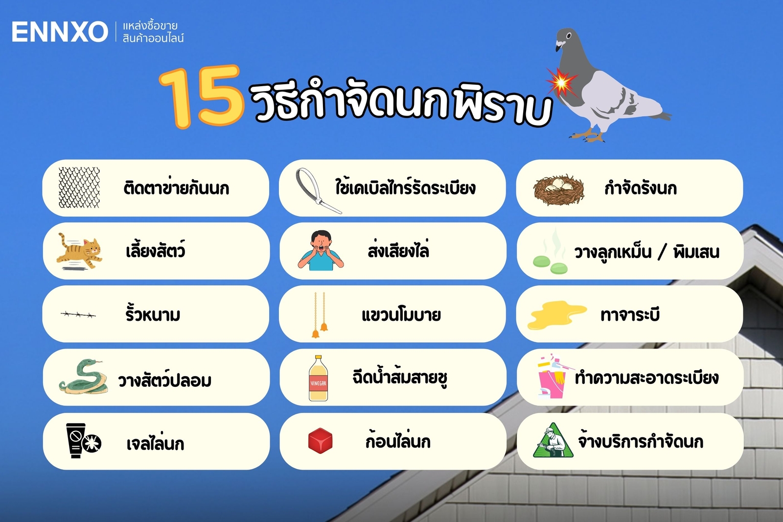 15 วิธีกำจัดนกพิราบถาวร วิธีไล่นกพิราบ