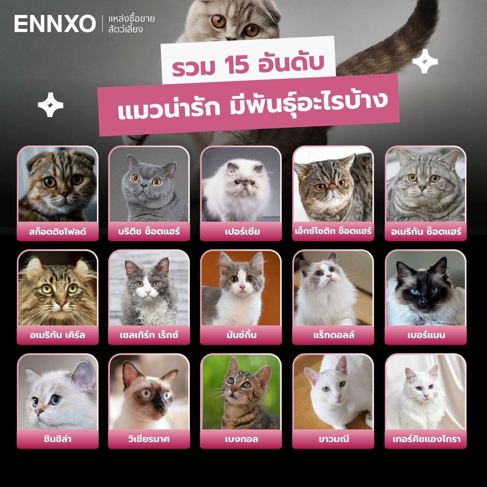 15 แมวน่ารัก
