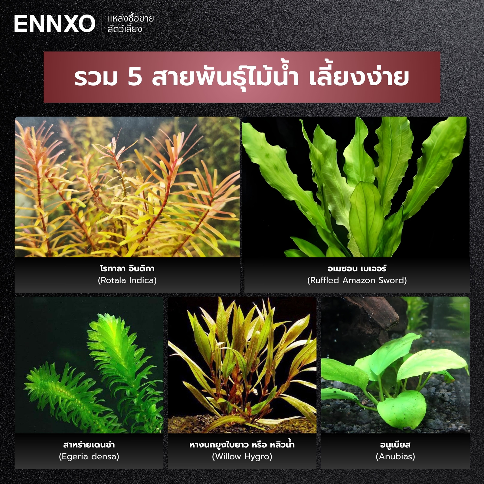 5 ต้นไม้น้ำเลี้ยงง่าย