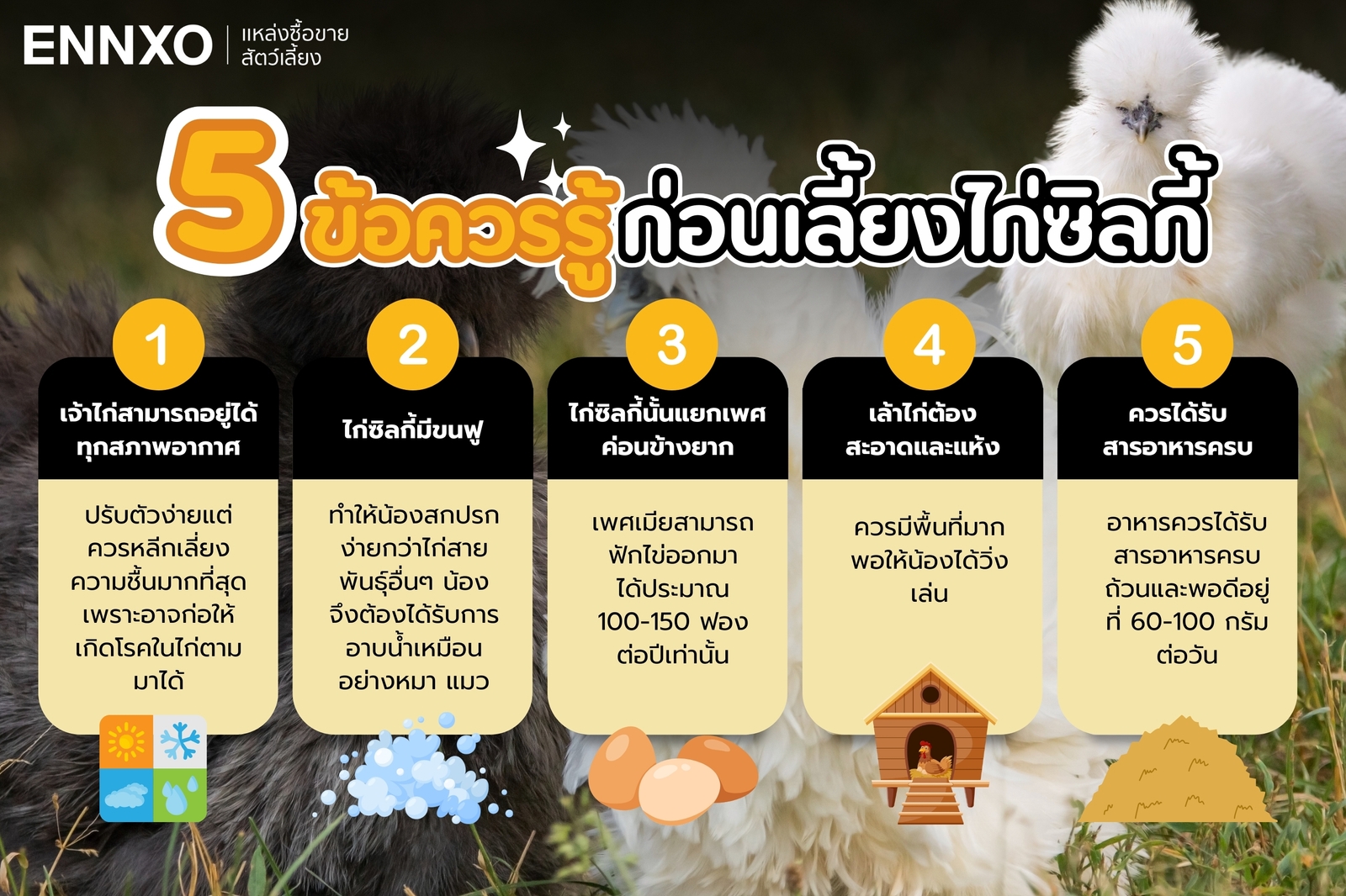 5 ข้อควรรู้ก่อนเลี้ยงไก่ซิลกี้