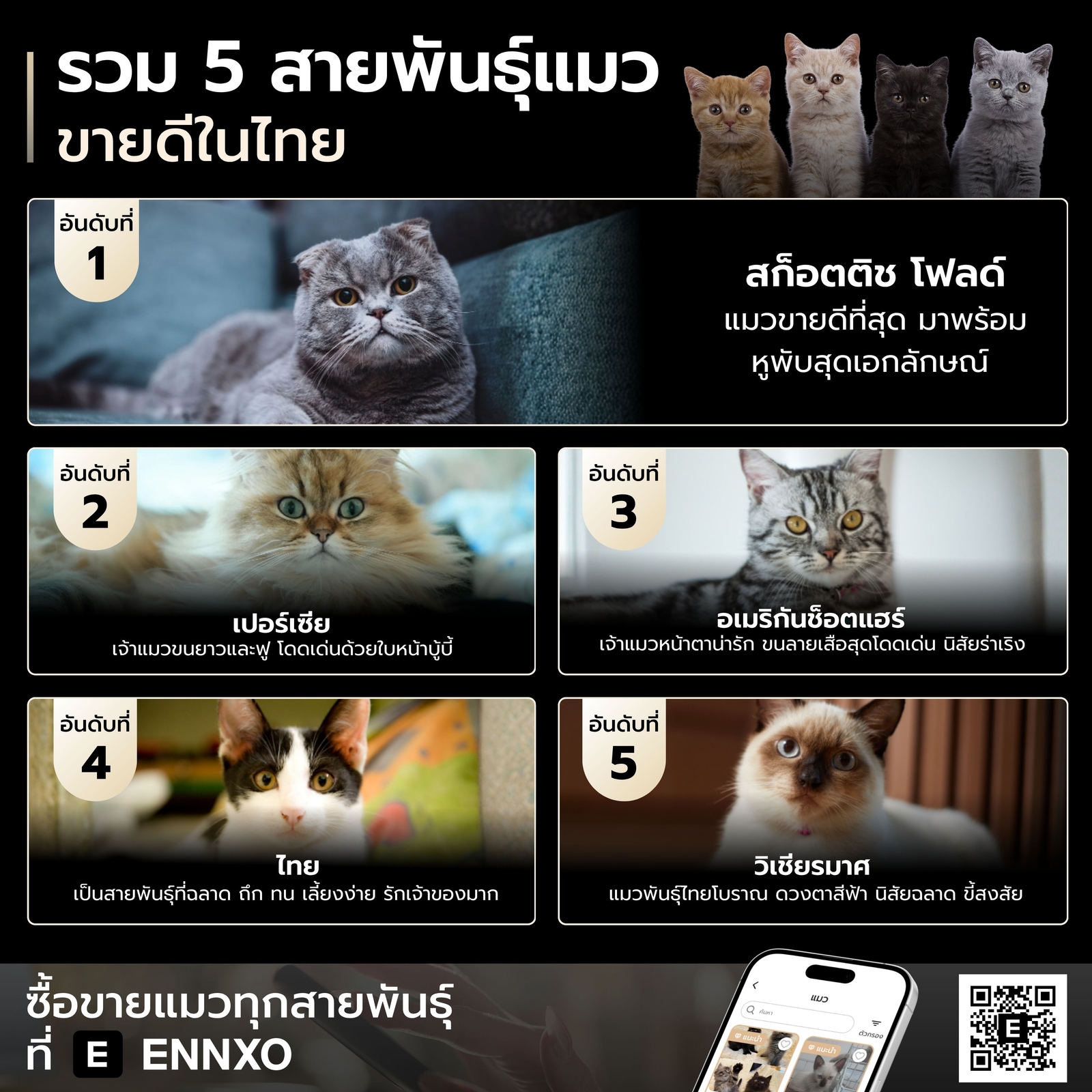 5 สายพันธุ์แมวขายดี ที่ ENNXO