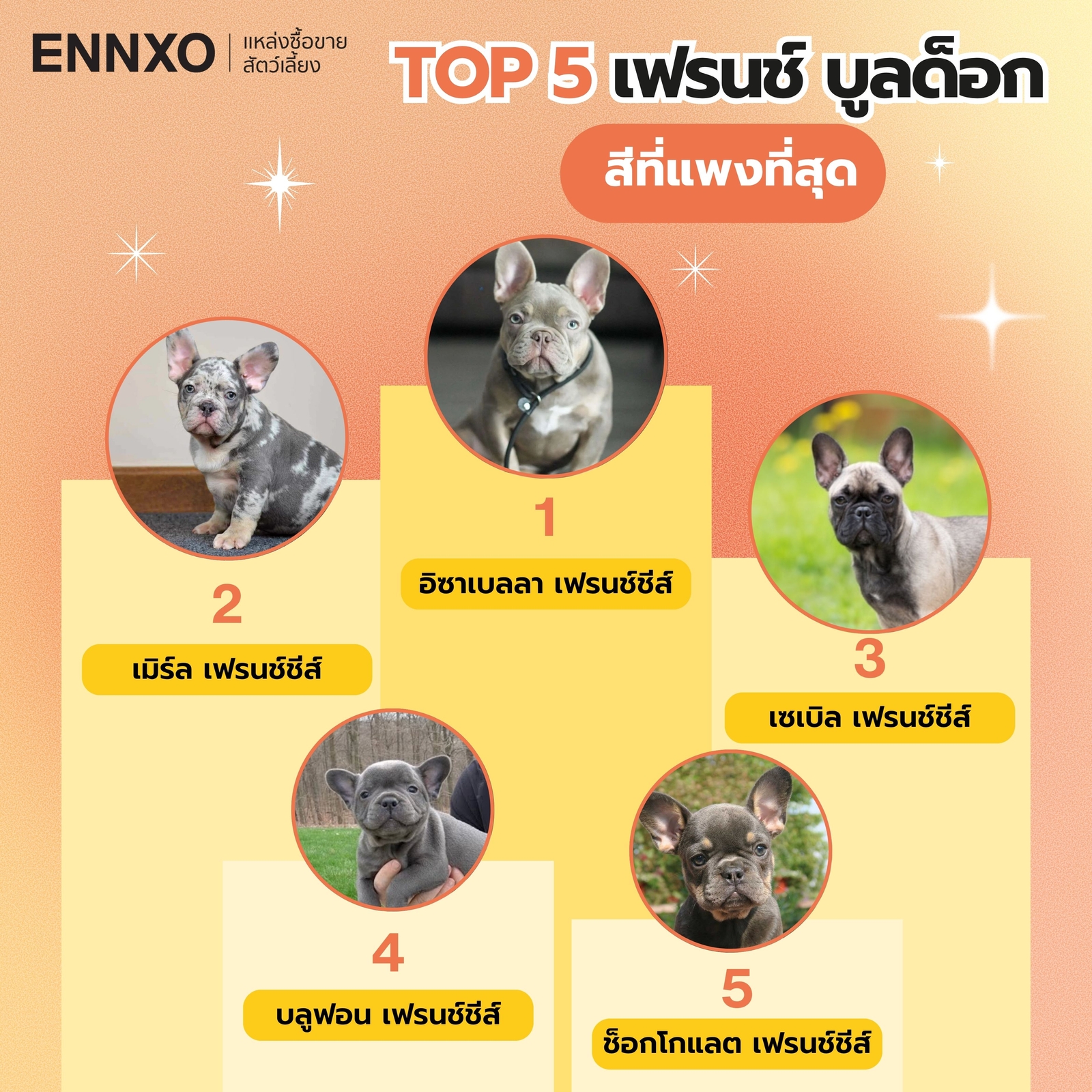 Top 5 เฟรนช์ บูลด็อก สีที่แพงที่สุดและหายาก