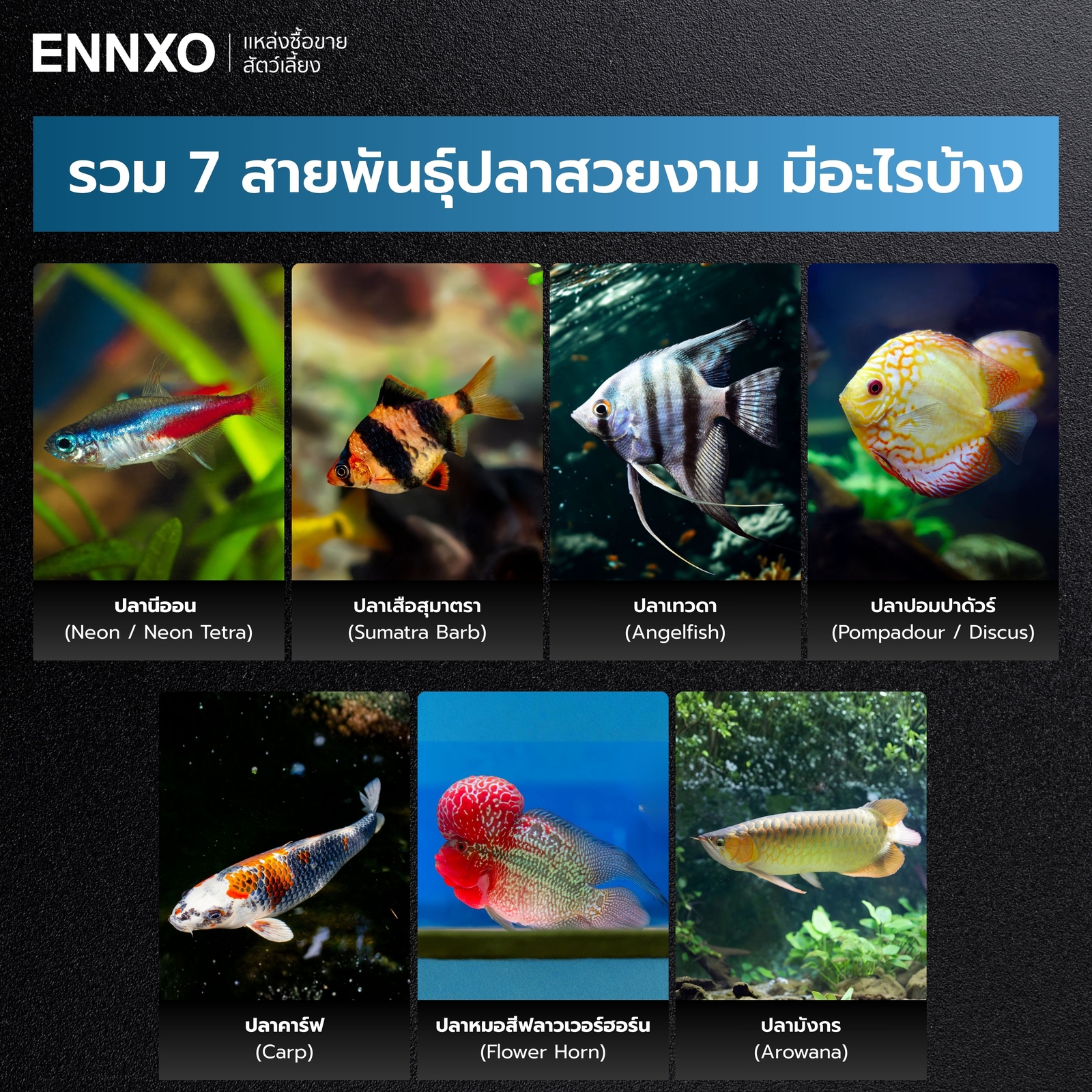 7 สายพันธุ์ปลาสวยงาม ยอดนิยม เลี้ยงง่าย