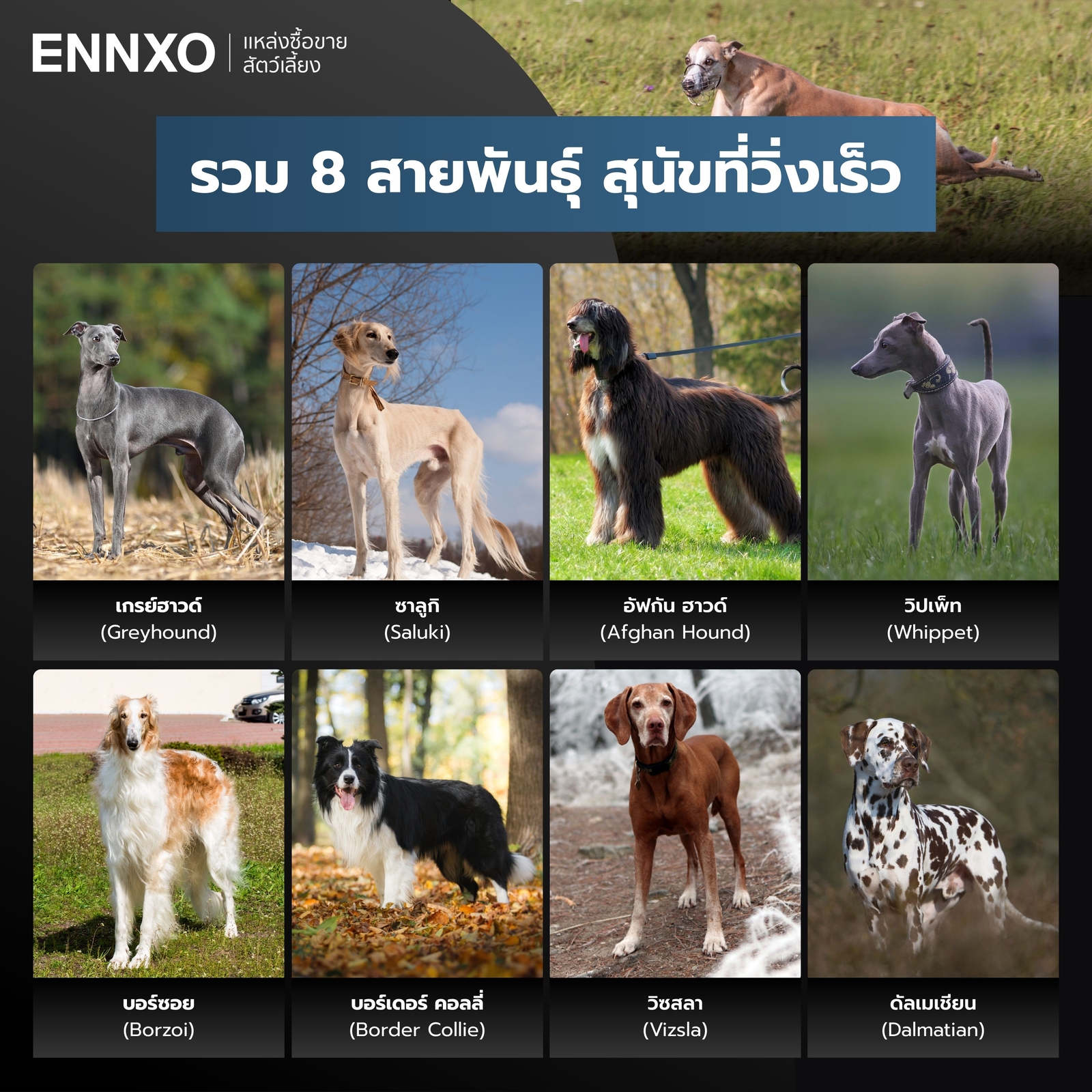 รวมสายพันธุ์หมาวิ่งเร็วที่สุด