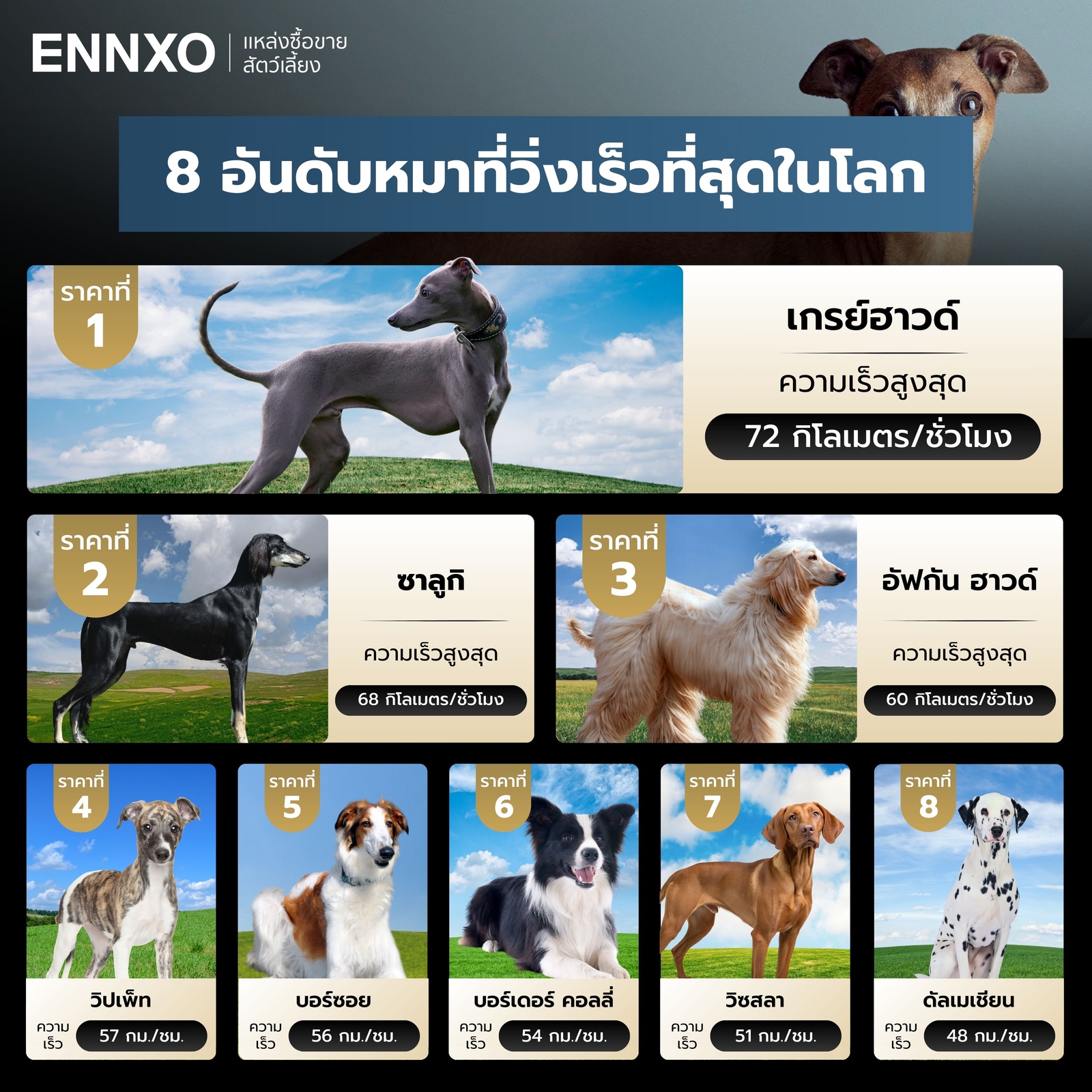 8 อันดับสุนัขวิ่งเร็วที่สุด