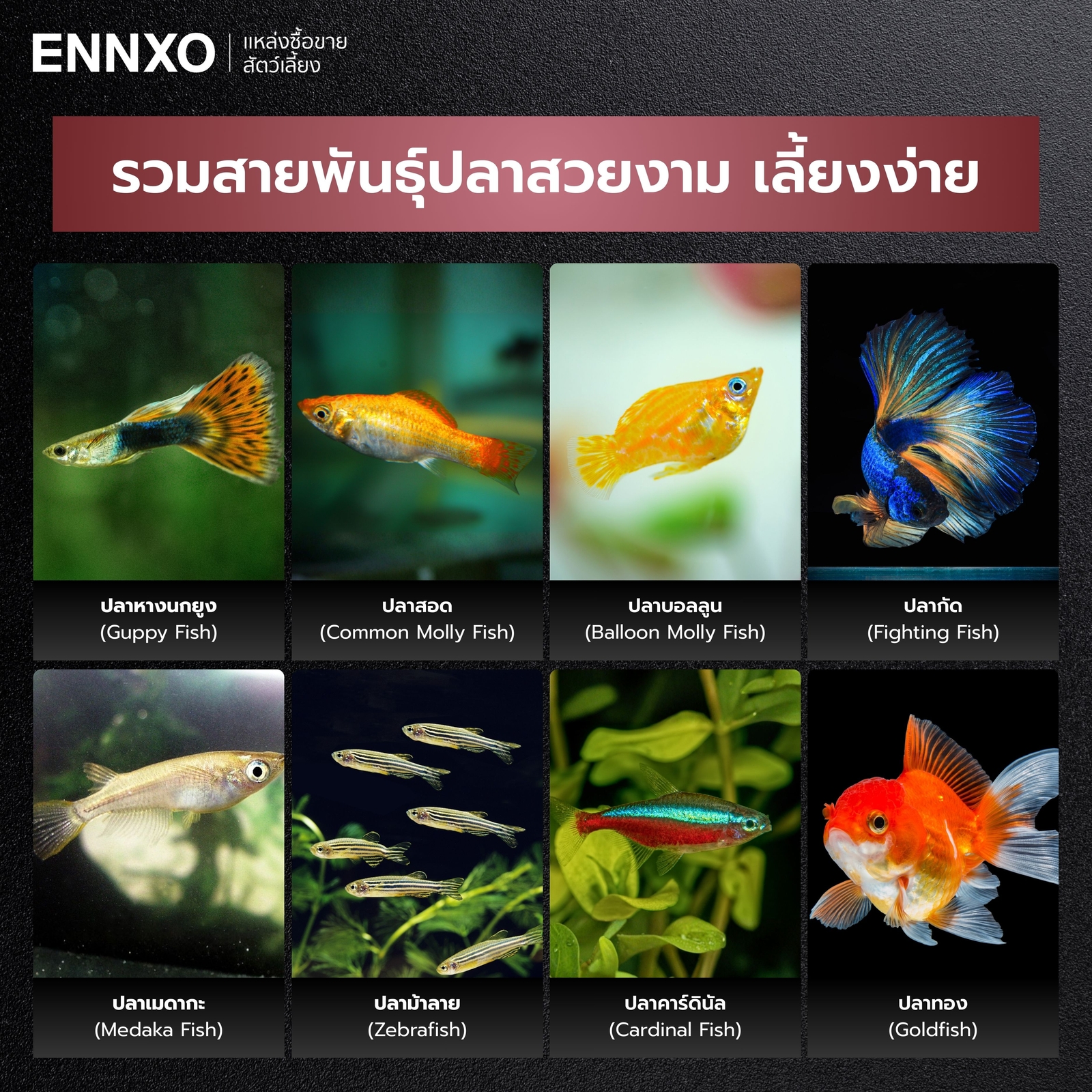 รู้จัก 8 ปลาเลี้ยงง่ายสวยงาม ไม่ใช้ออกซิเจน