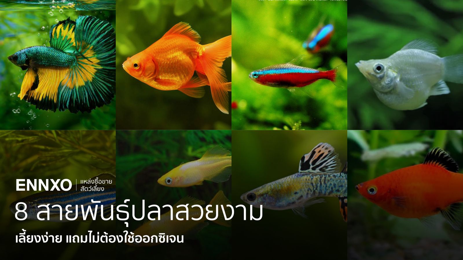 120 ภาพปลาทะเล พร้อมชื่อ ปลาทะเลในไทยมีอะไรบ้าง แนะนำชนิดปลาทะเล | ENNXO