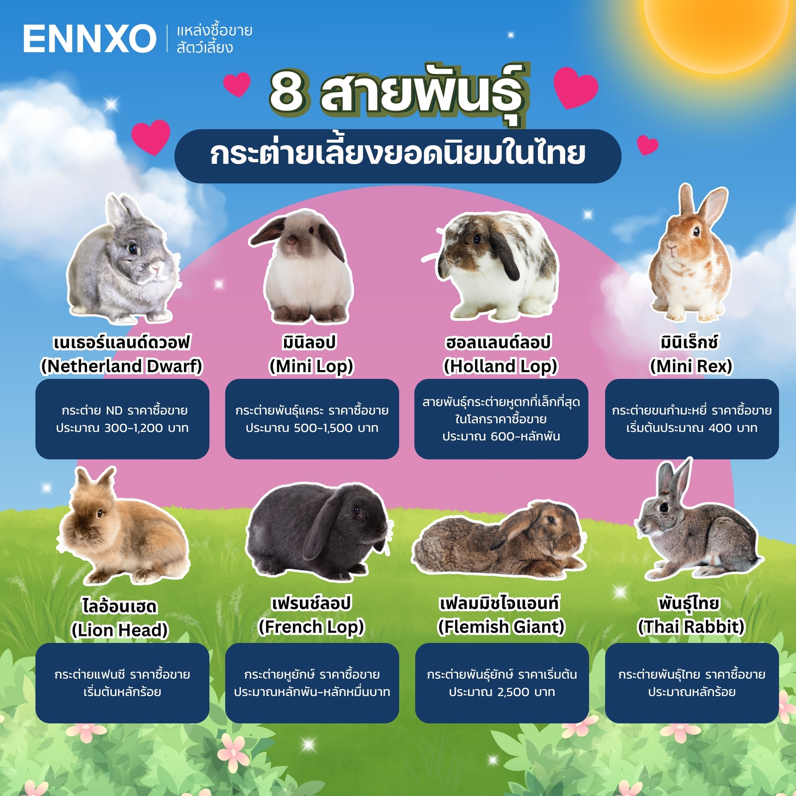 รวม 8 สายพันธุ์กระต่ายที่นิยมเลี้ยงในไทย