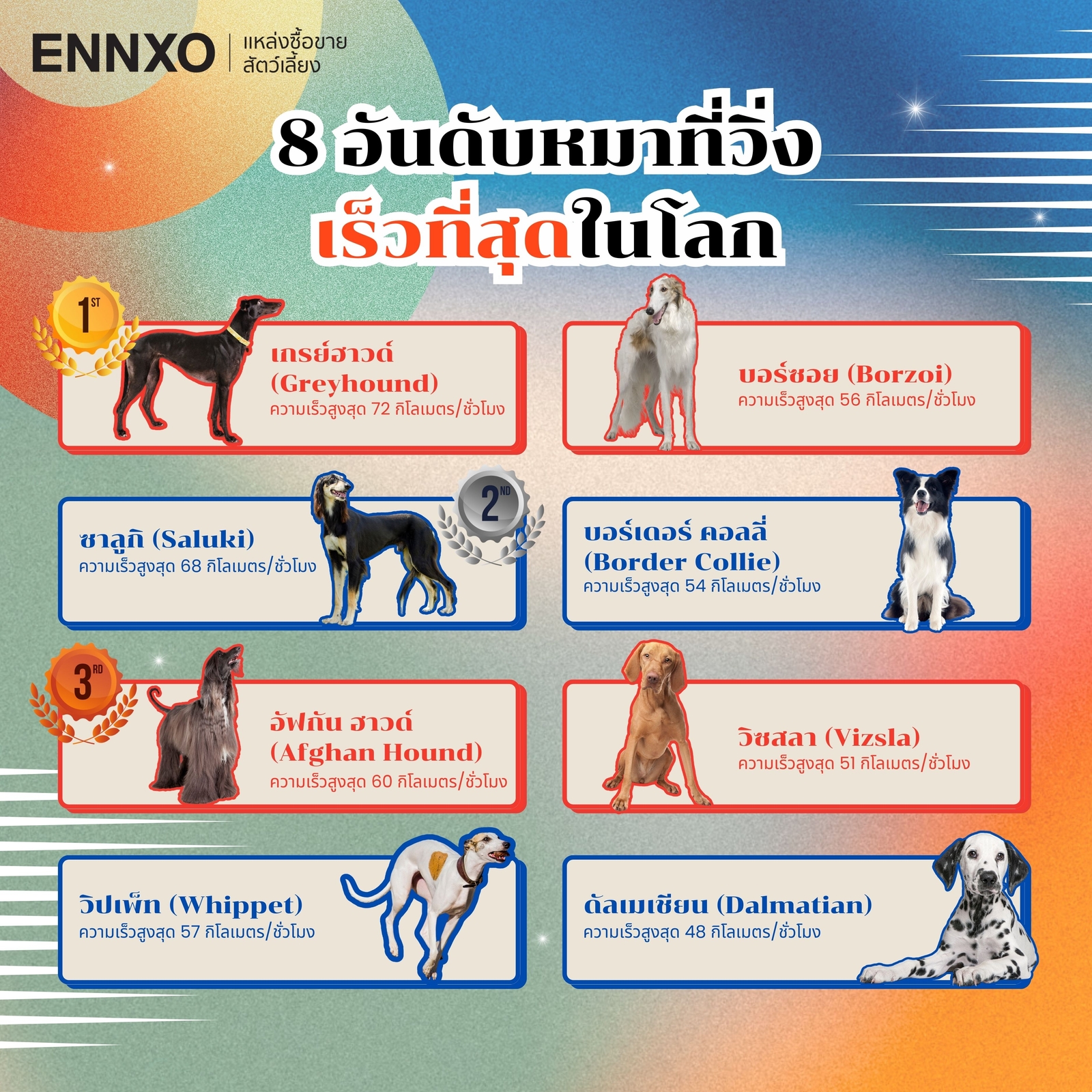 สายพันธุ์หมาที่วิ่งเร็ว