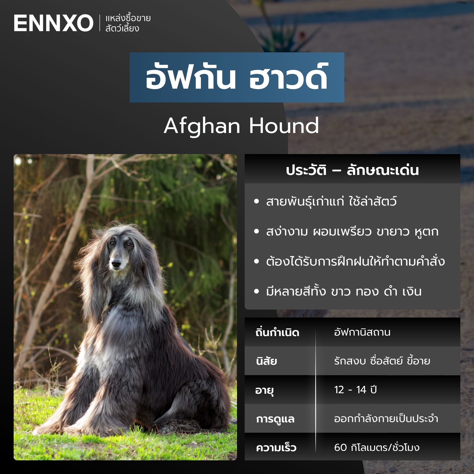 สุนัขอัฟกัน ฮาวด์ สุนัขวิ่งเร็วที่สุด