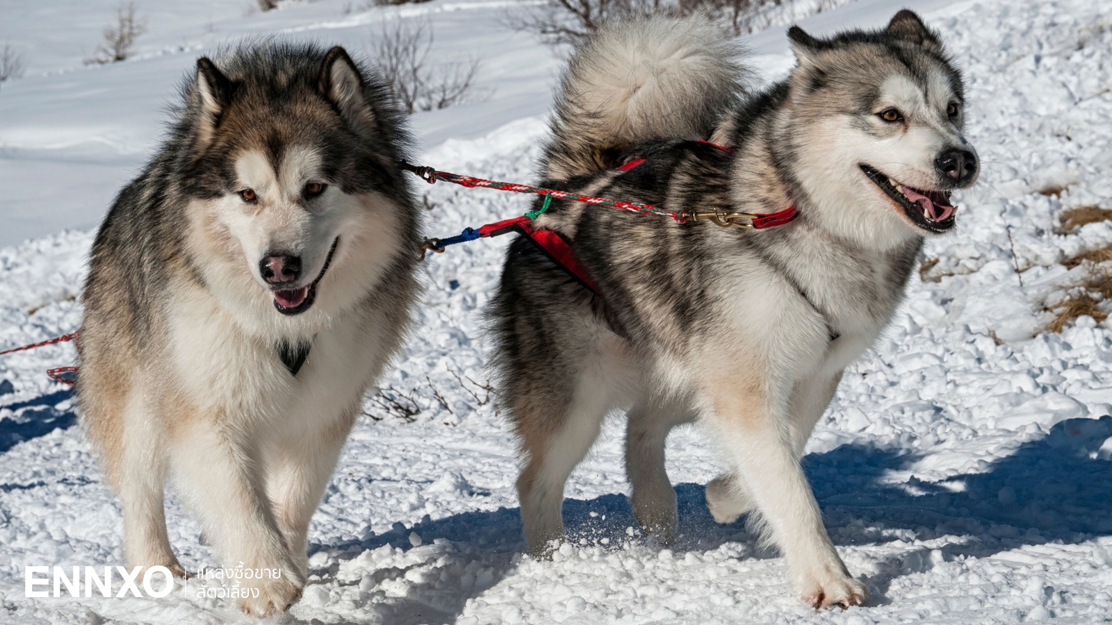 อลาสกัน มาลามิวท์ ลักษณะ นิสัยเจ้าหมาพันธุ์ใหญ่ เป็นอย่างไร