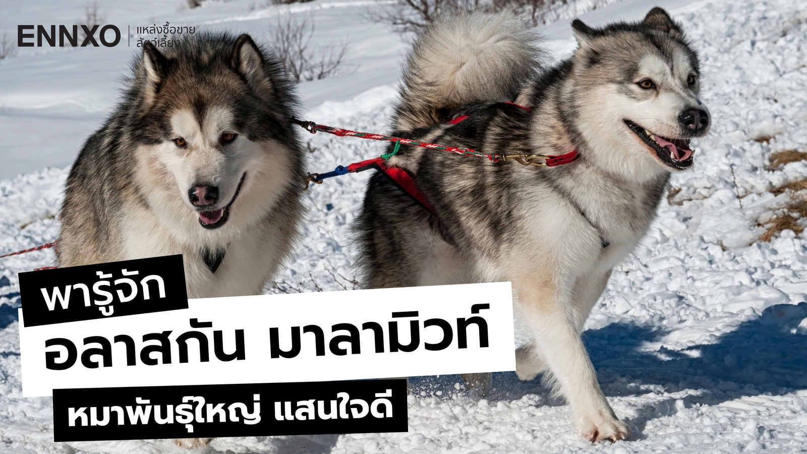 อลาสกัน มาลามิวท์ ลักษณะ นิสัยเจ้าหมาพันธุ์ใหญ่ เป็นอย่างไร