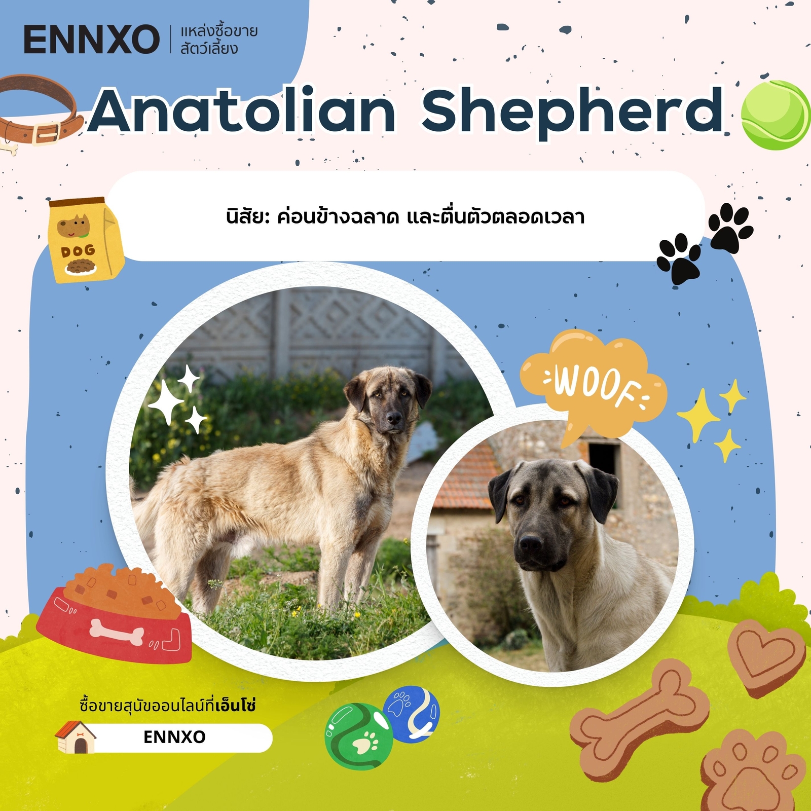 ซื้อขาย Anatolian Shepherd อนาโตเลี่ยน เชพเพิร์ด