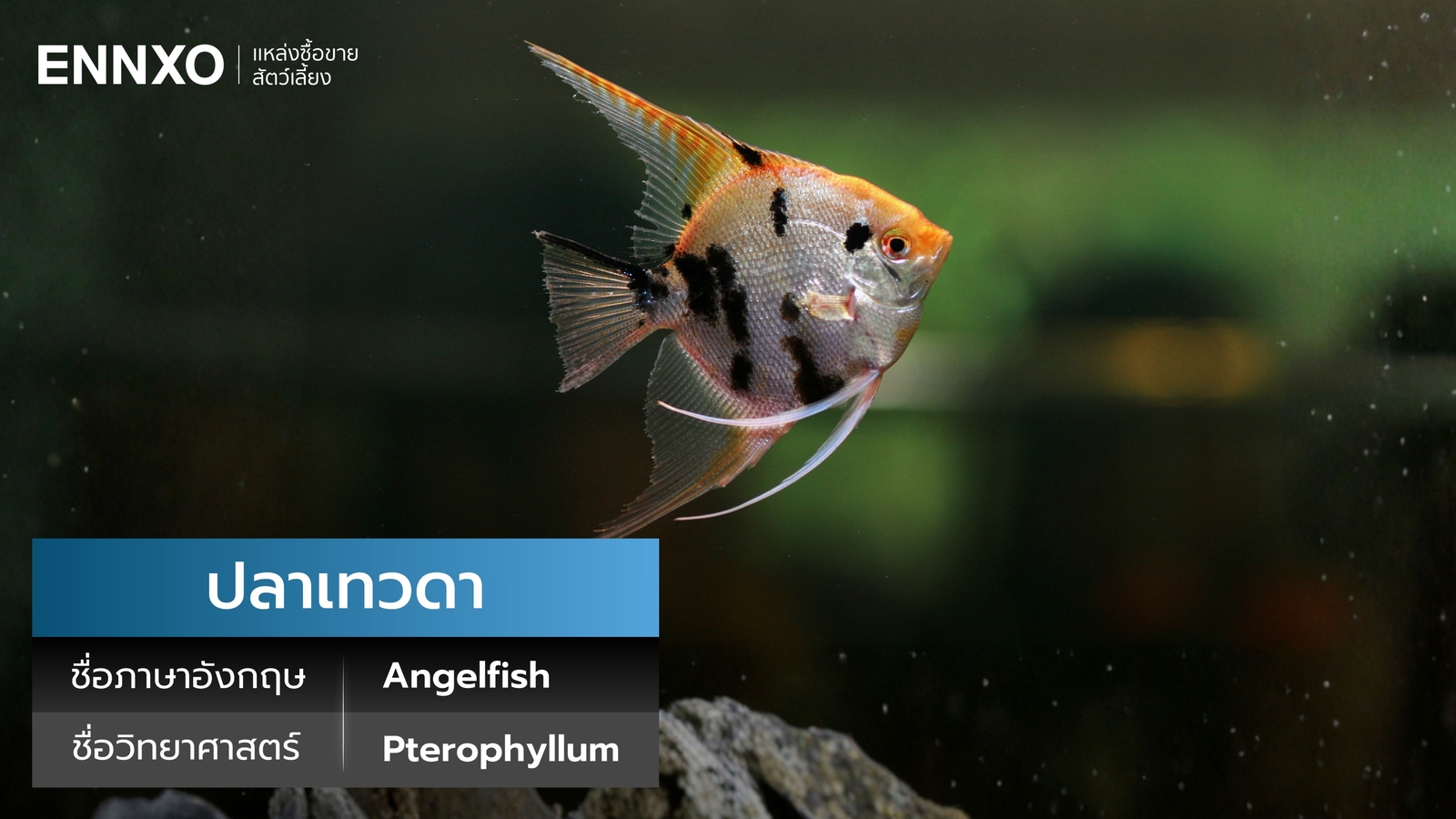 ปลาเทวดา ภาษาอังกฤษ นิสัย และราคา