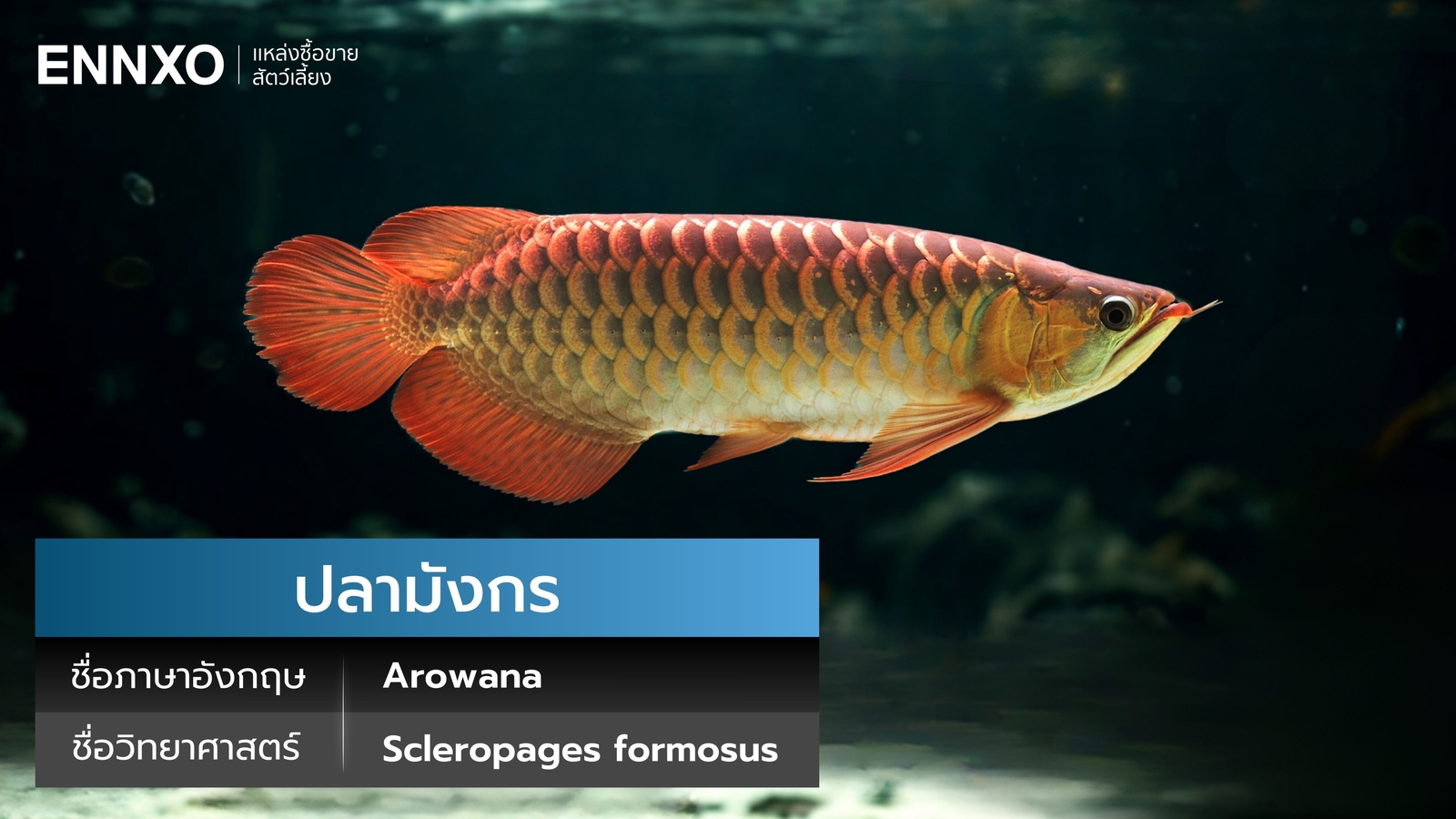 ปลาอโรวาน่า ราคาเท่าไหร่