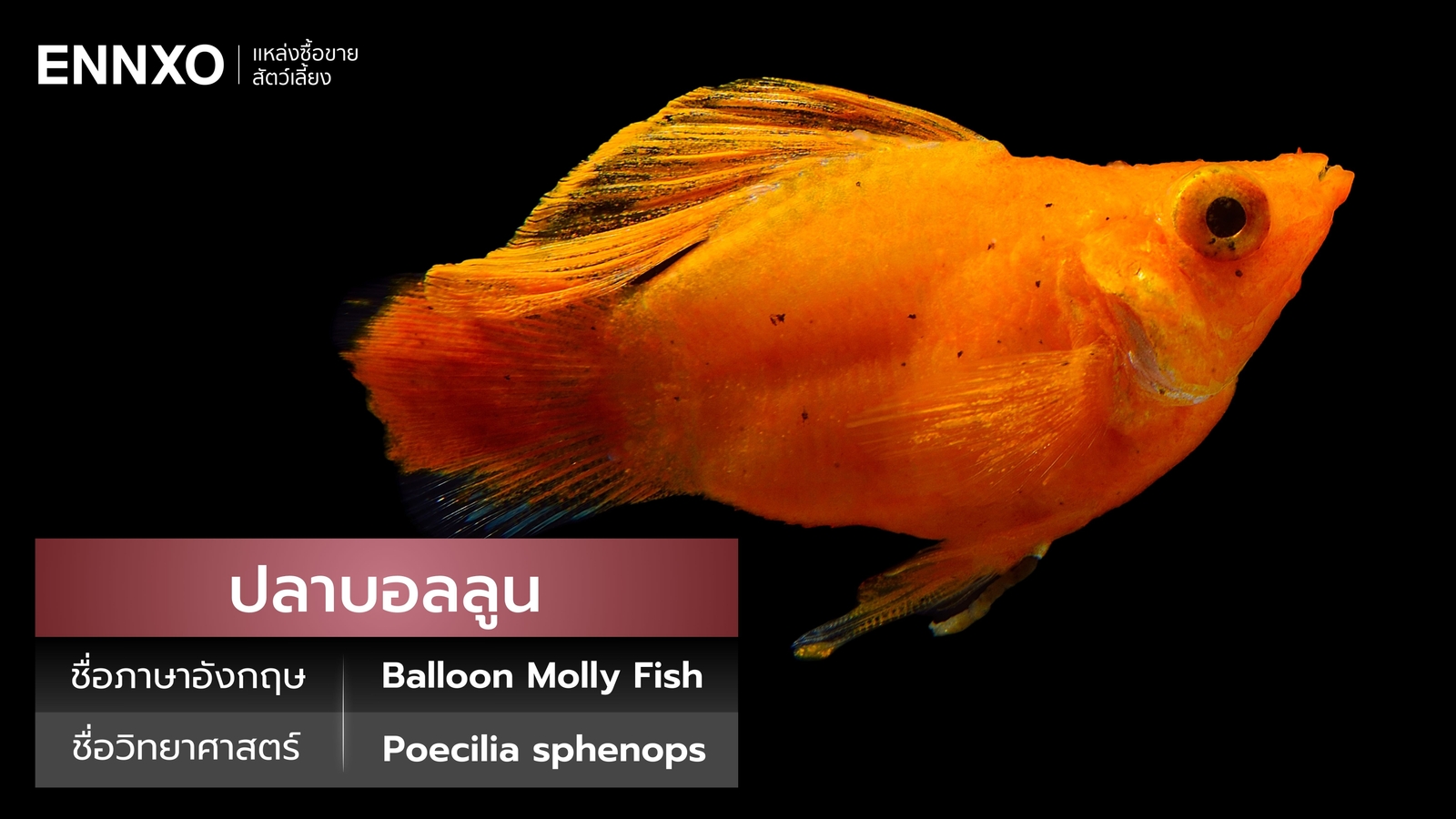 ปลาบอลลูน ภาษาอังกฤษ ราคาเท่าไหร่