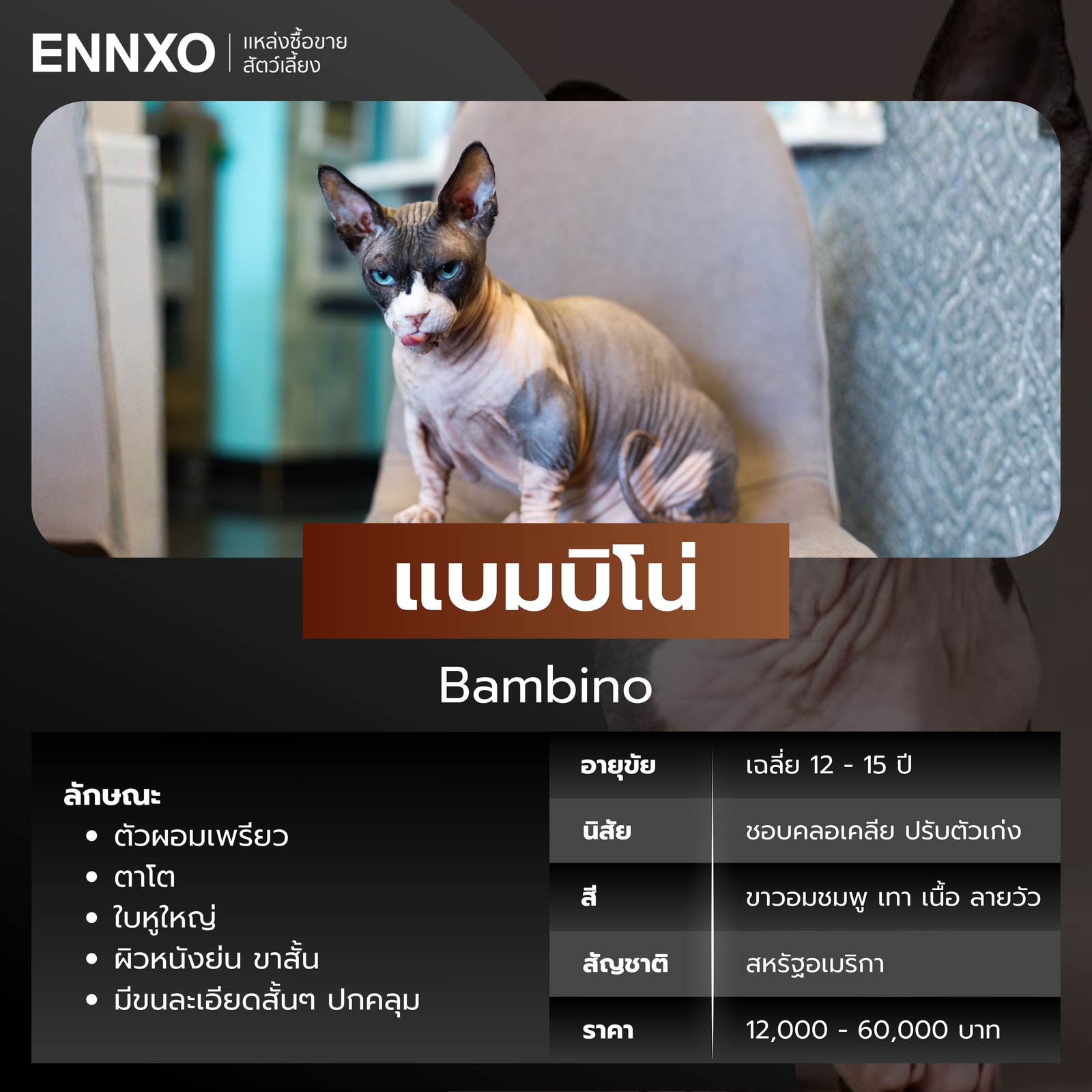 แมวไร้ขน แบมบิโน่