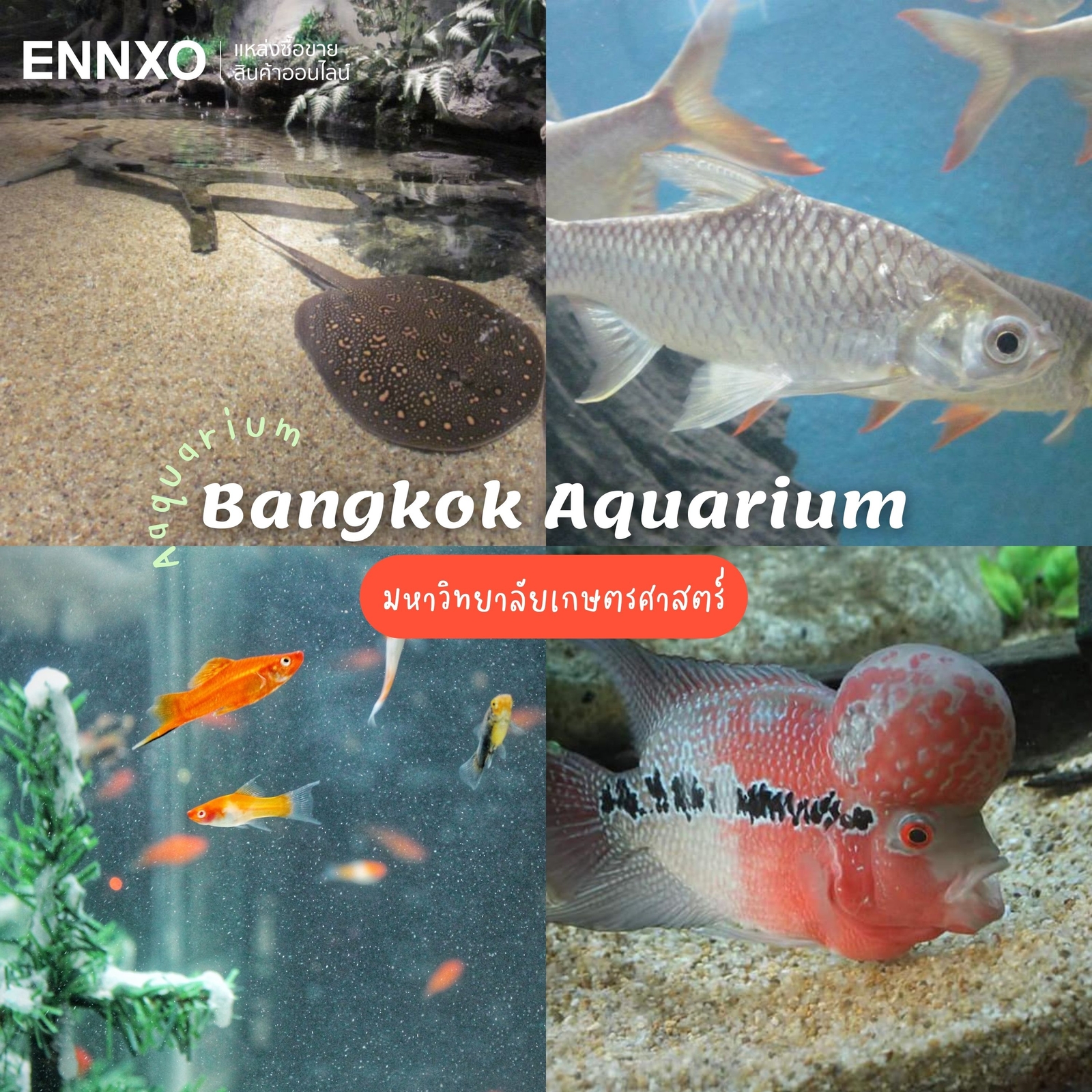 Bangkok Aquarium อควาเรียมที่มหาวิทยาลัยเกษตรศาสตร์