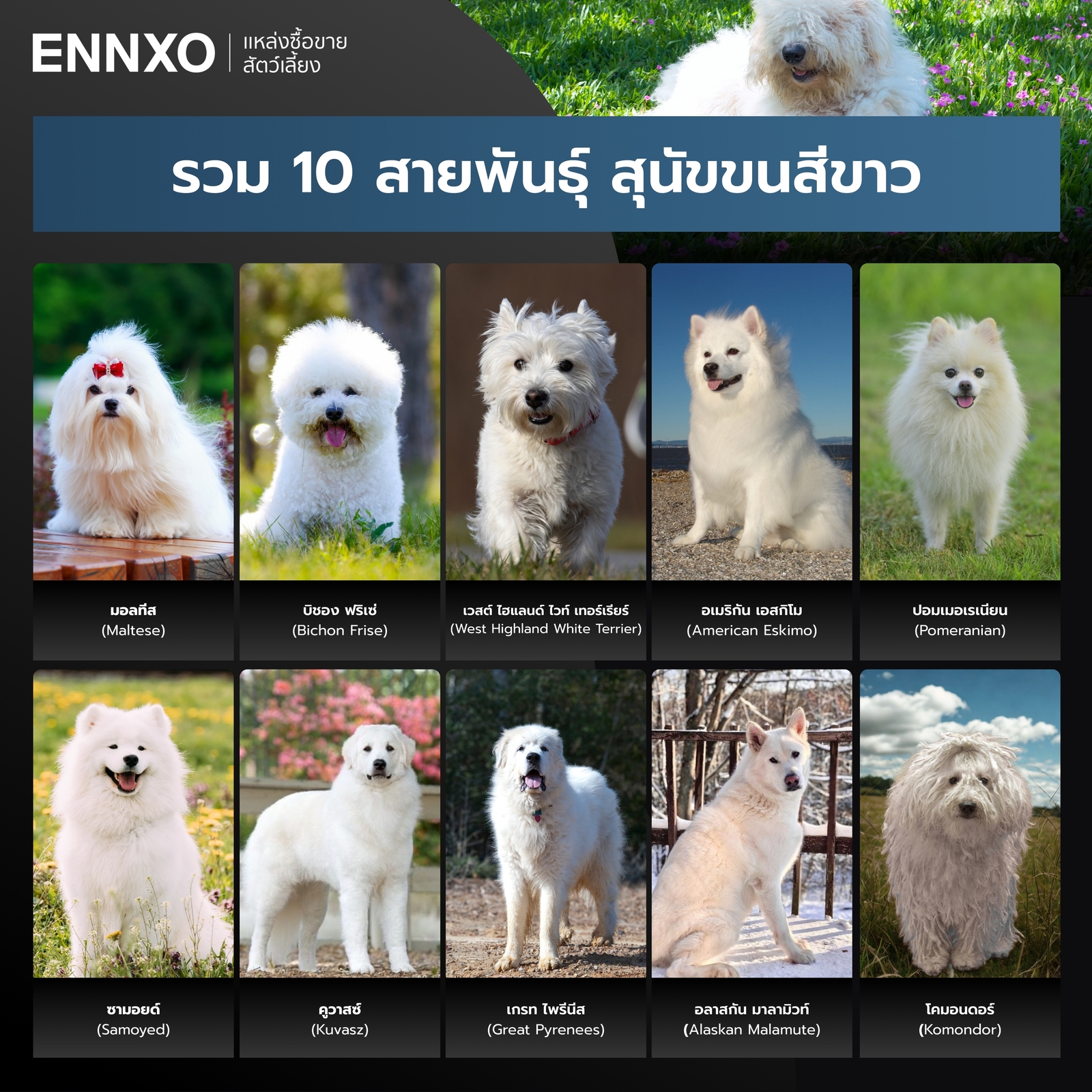 รวมสายพันธุ์สุนัข สีขาว