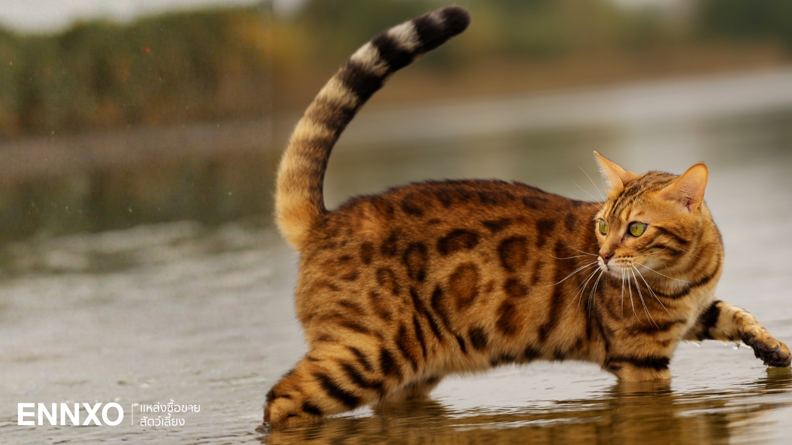 แมวเบงกอล (Bengal) มีกี่ลาย รู้จักนิสัย ลักษณะ การดูแล เลี้ยงยากไหม?