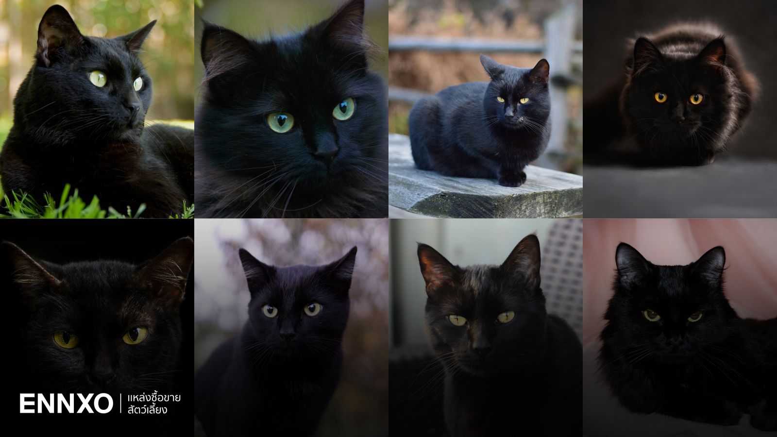 แมวดำมีสายพันธุ์อะไรบ้าง พร้อมเผยนิสัยที่ตกเหล่าทาสแมว