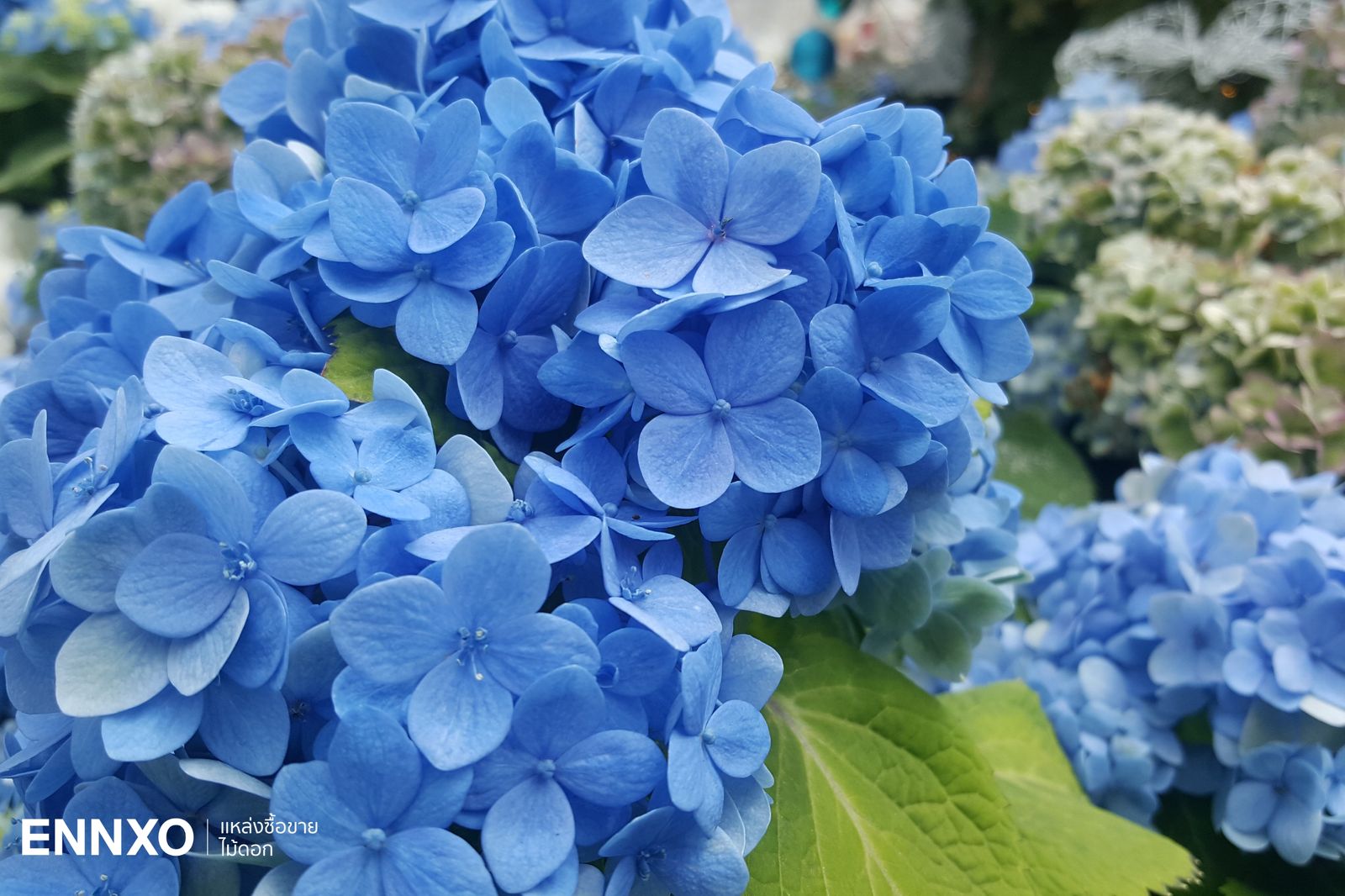 รวม 12 ดอกไม้สีฟ้าสวยๆ พร้อมชื่อมีอะไรบ้าง และความหมายของดอกไม้