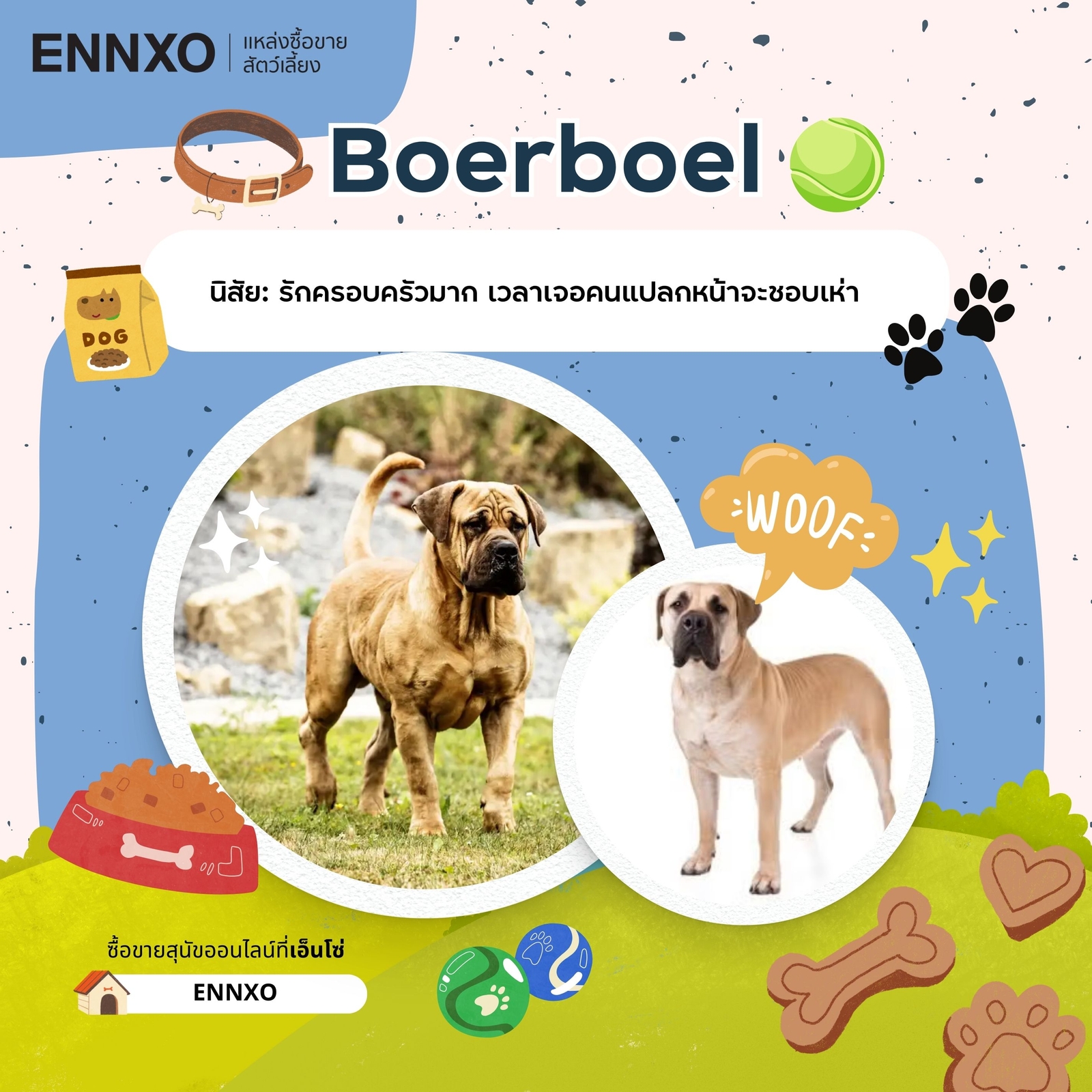 ซื้อขาย Boerboel บัวโบว์