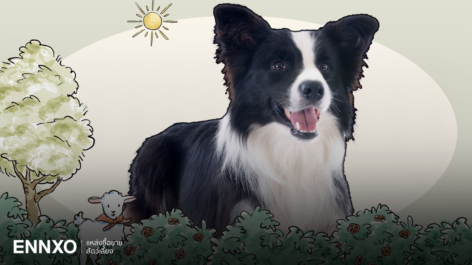 รู้จักสุนัขสุดฉลาด บอร์เดอร์ คอลลี่ (Border Collie) นิสัย และลักษณะ