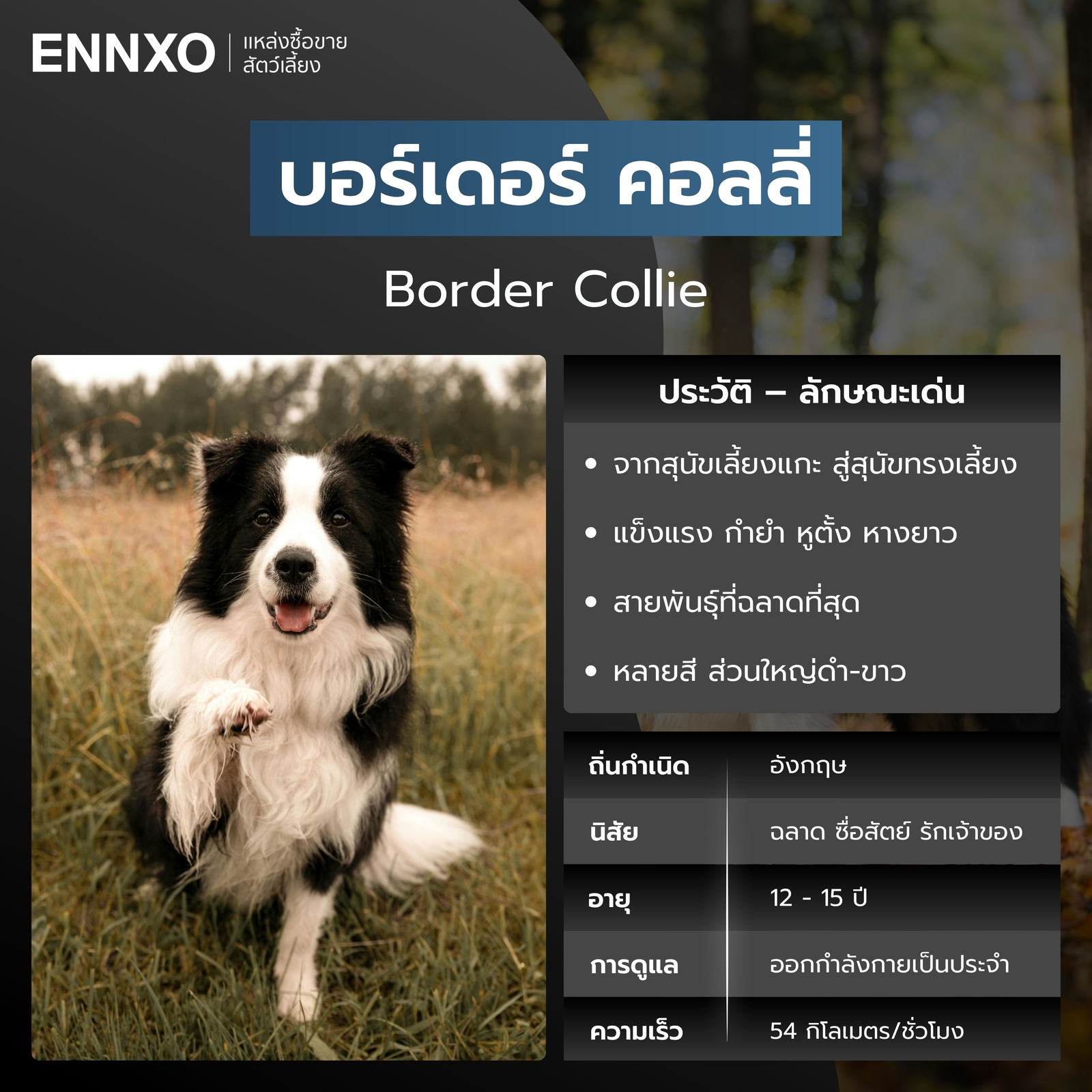 สุนัขบอร์เดอร์ คอลลี่ สุนัขวิ่งเร็วที่สุด