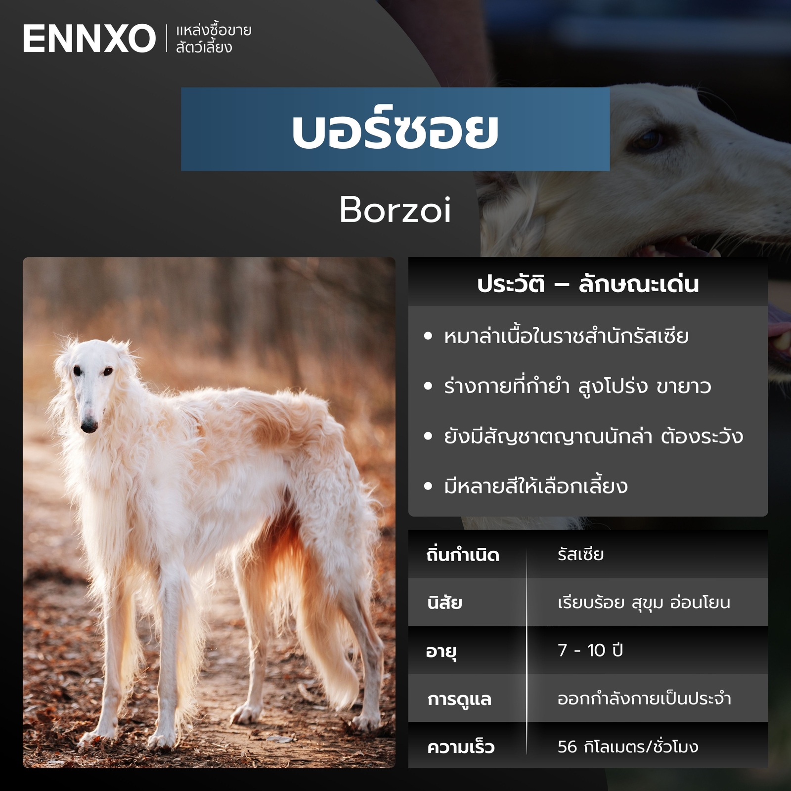 สุนัขบอร์ซอย สุนัขวิ่งเร็วที่สุด