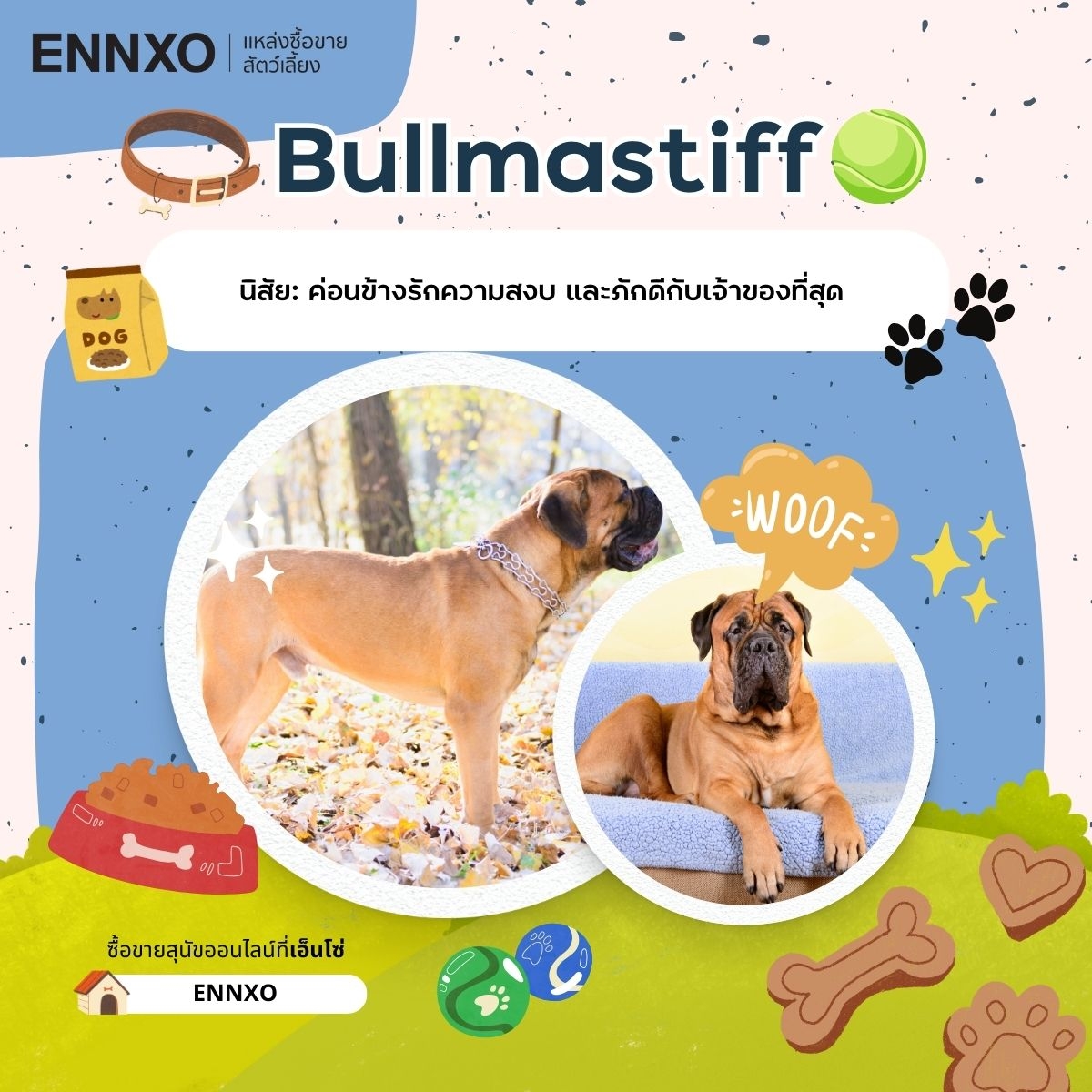 ซื้อขาย Bullmastiff บุลล์แมสติฟฟ์