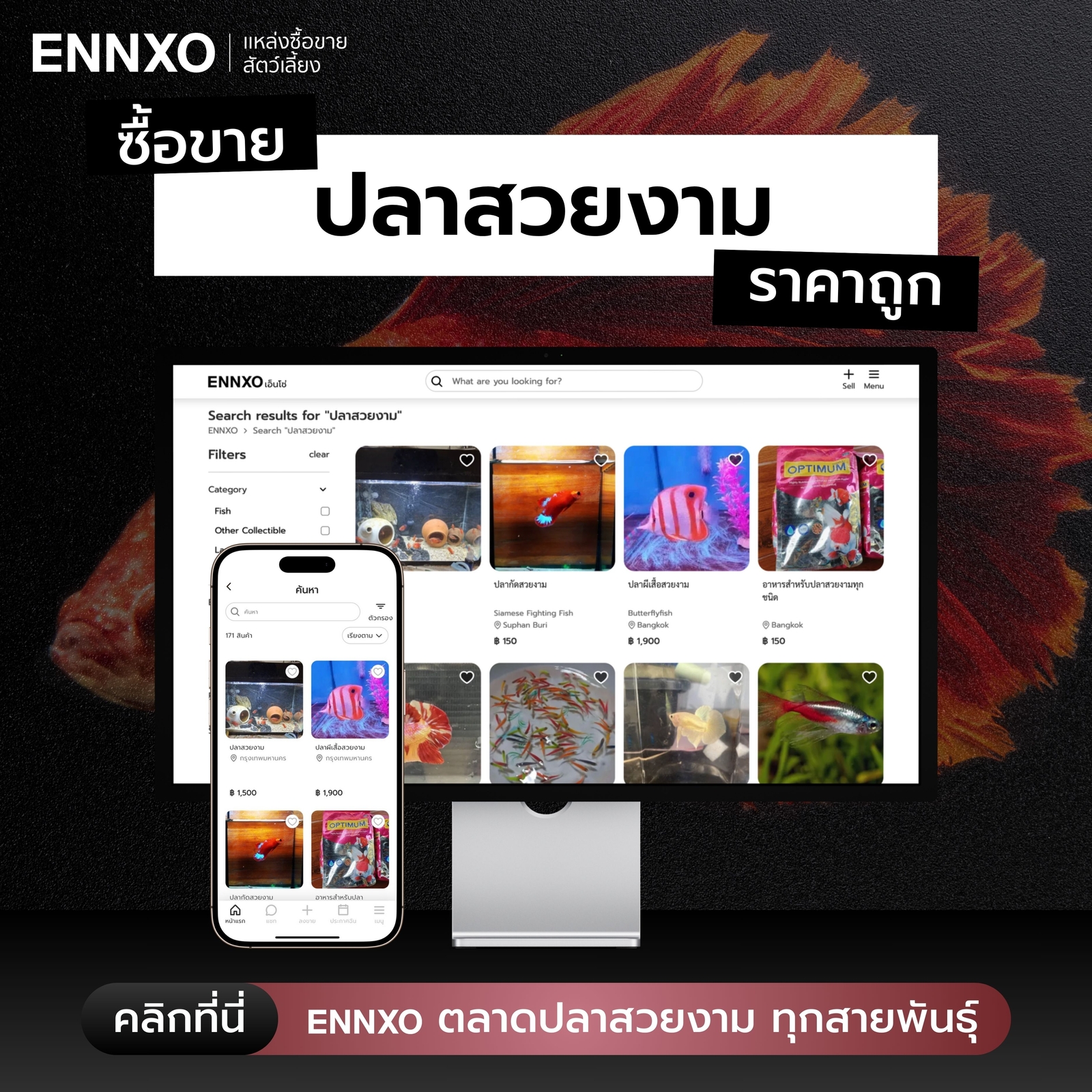 ซื้อขายปลาสวยงามทุกสายพันธุ์ที่ ENNXO