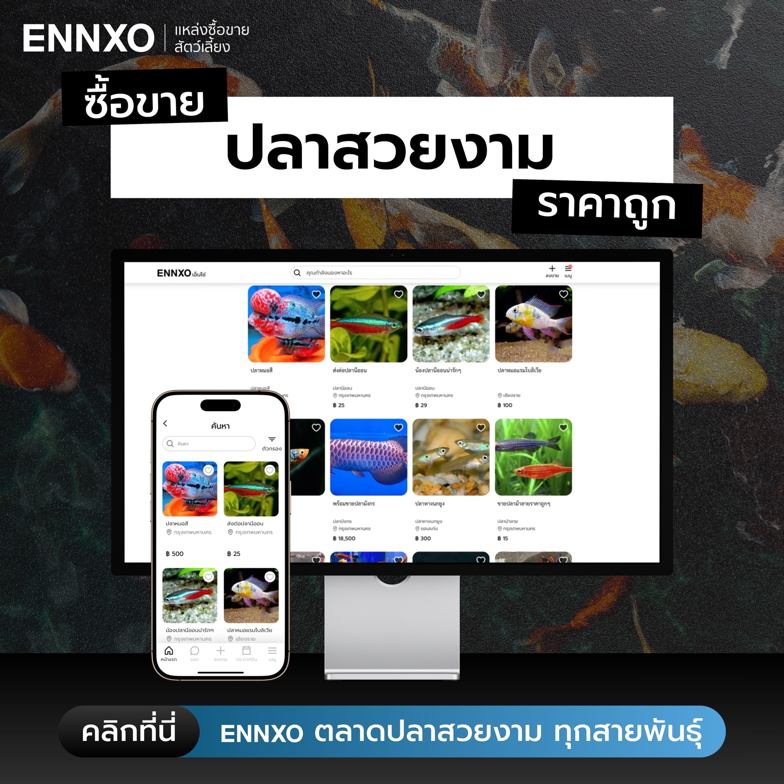 ซื้อขายปลาสวยงามทุกสายพันธุ์ที่ ENNXO