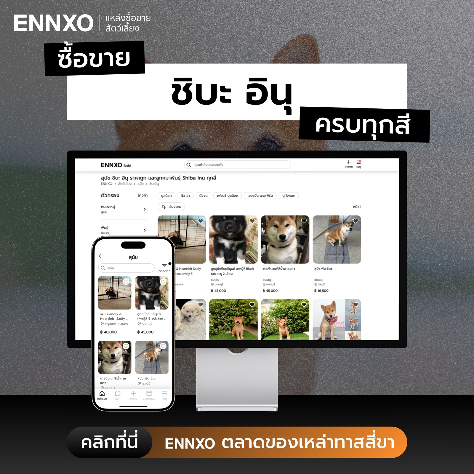 ซื้อขายสุนัขชิบะ อินุทุกสายพันธุ์ที่ ENNXO