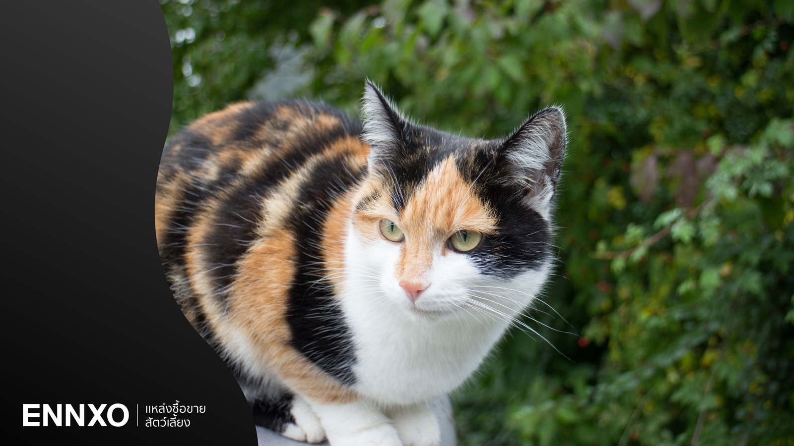 แมวสามสี ความเชื่อเลี้ยงแล้วโชคดีจริงไหม?