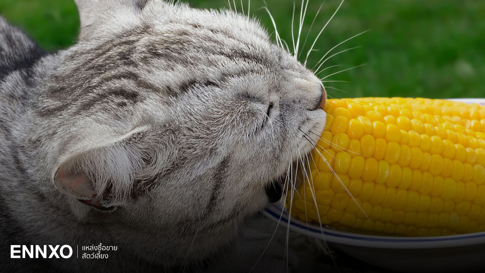 แมวกินข้าวโพดได้ไหม ข้าวโพดมีประโยชน์ยังไง เช็คเลย