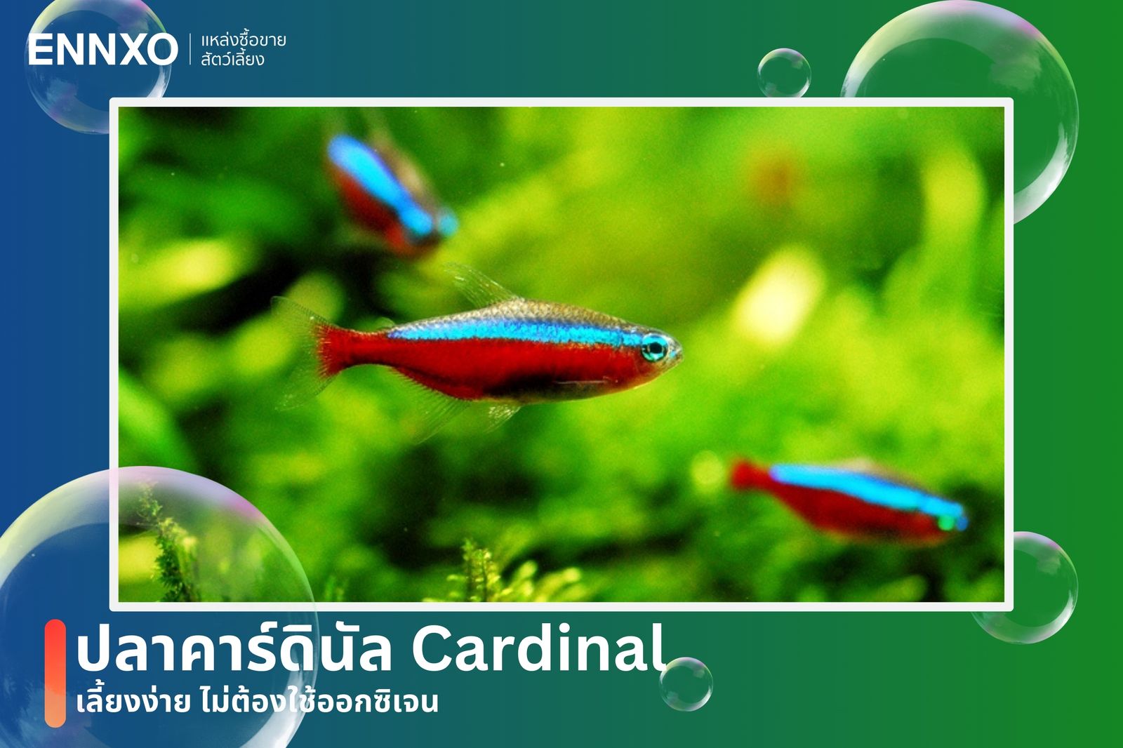 ปลาคาร์ดินัล โดดเด่นด้วยสีฟ้านีออนกับสีแดงสด นิยมเลี้ยงเป็นฝูง